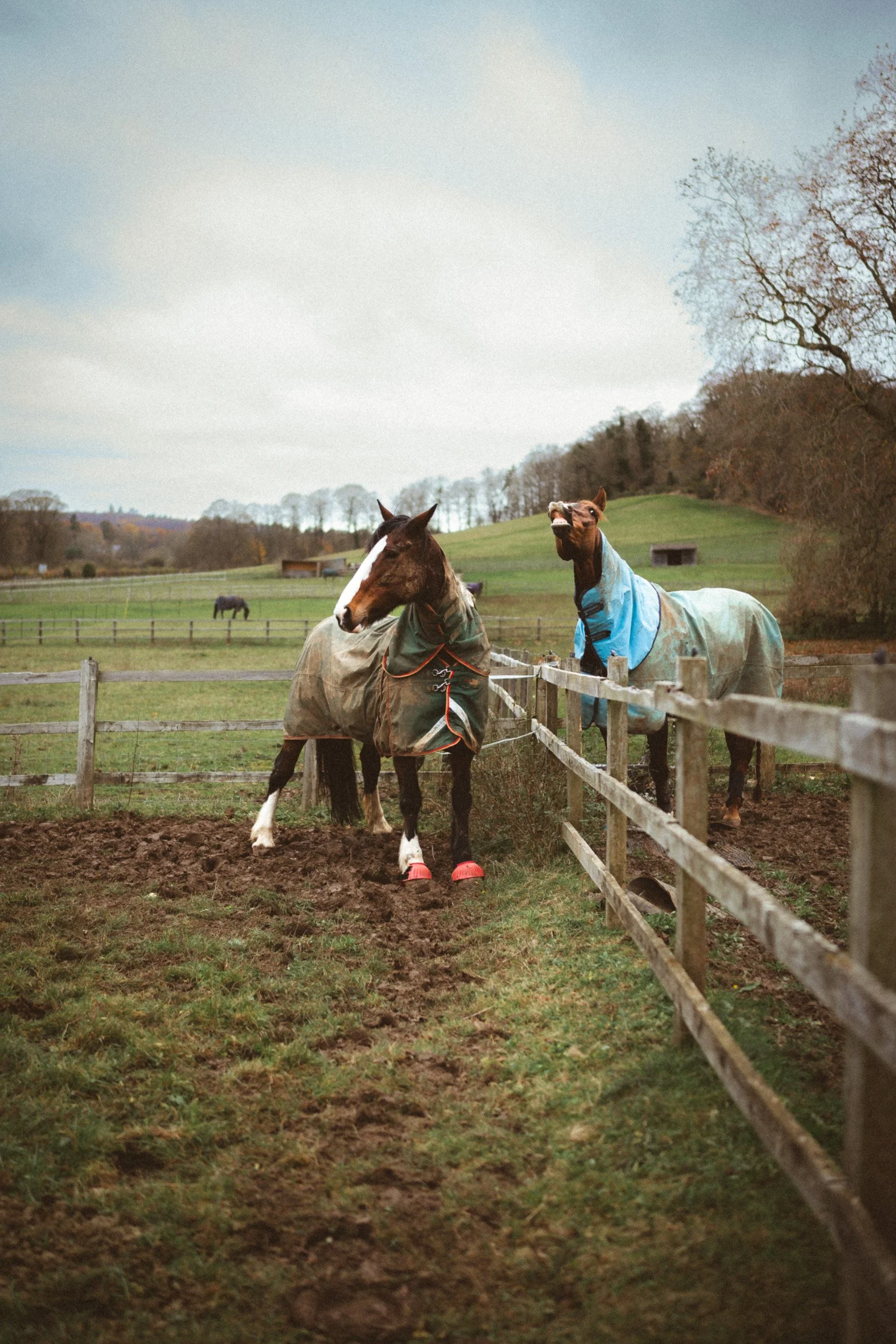 Tho horses messing around at Sean Hardy Horse Training in Great Missenden Buckinghamshire during a branding session