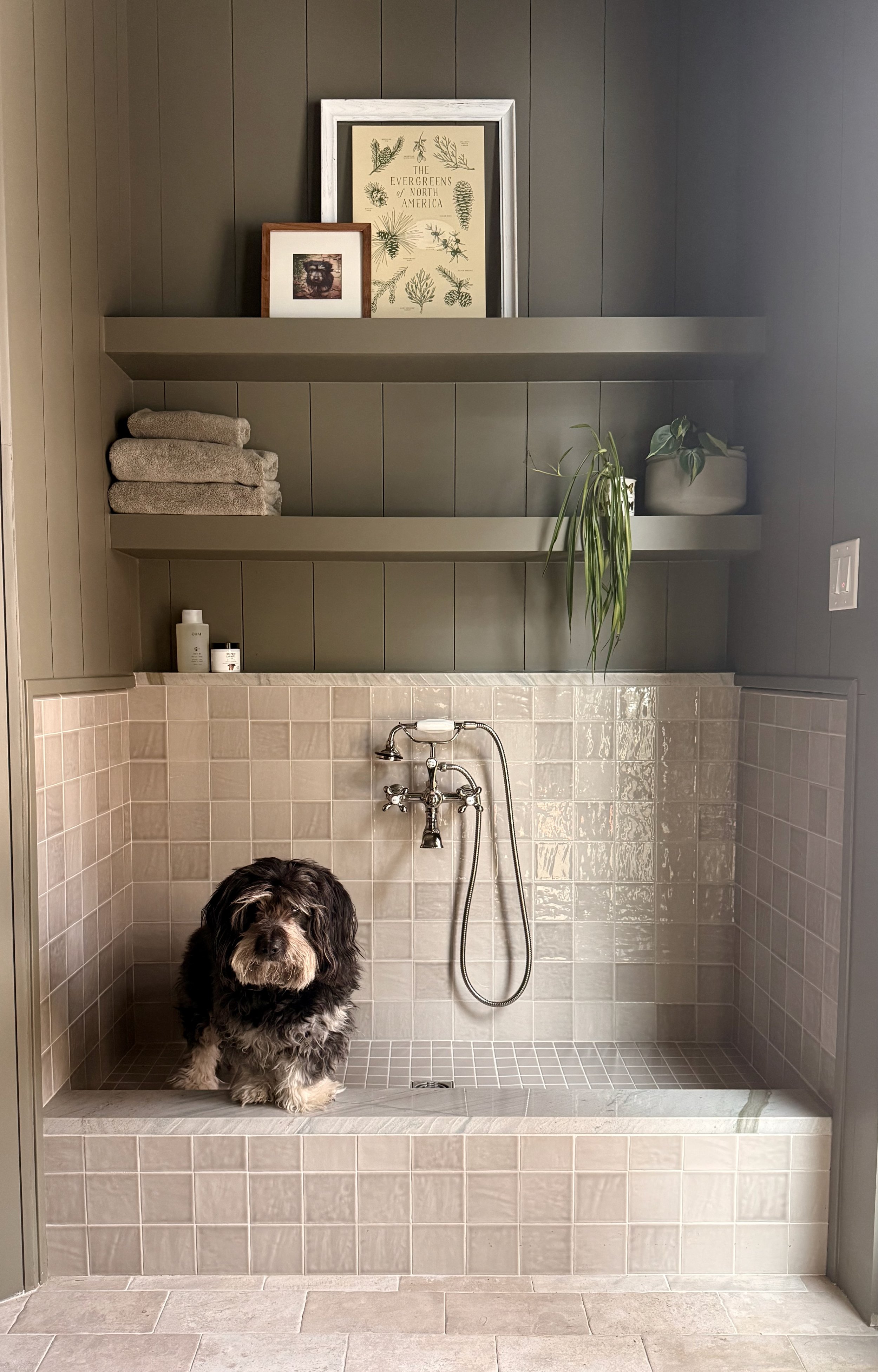 Scruffy black and tan dog in a custom elevated wash station with taupe square tiles and a quartzite ledge. Features olive green paneled walls, floating shelves, and a vintage-style polished nickel faucet. Organic modern design.