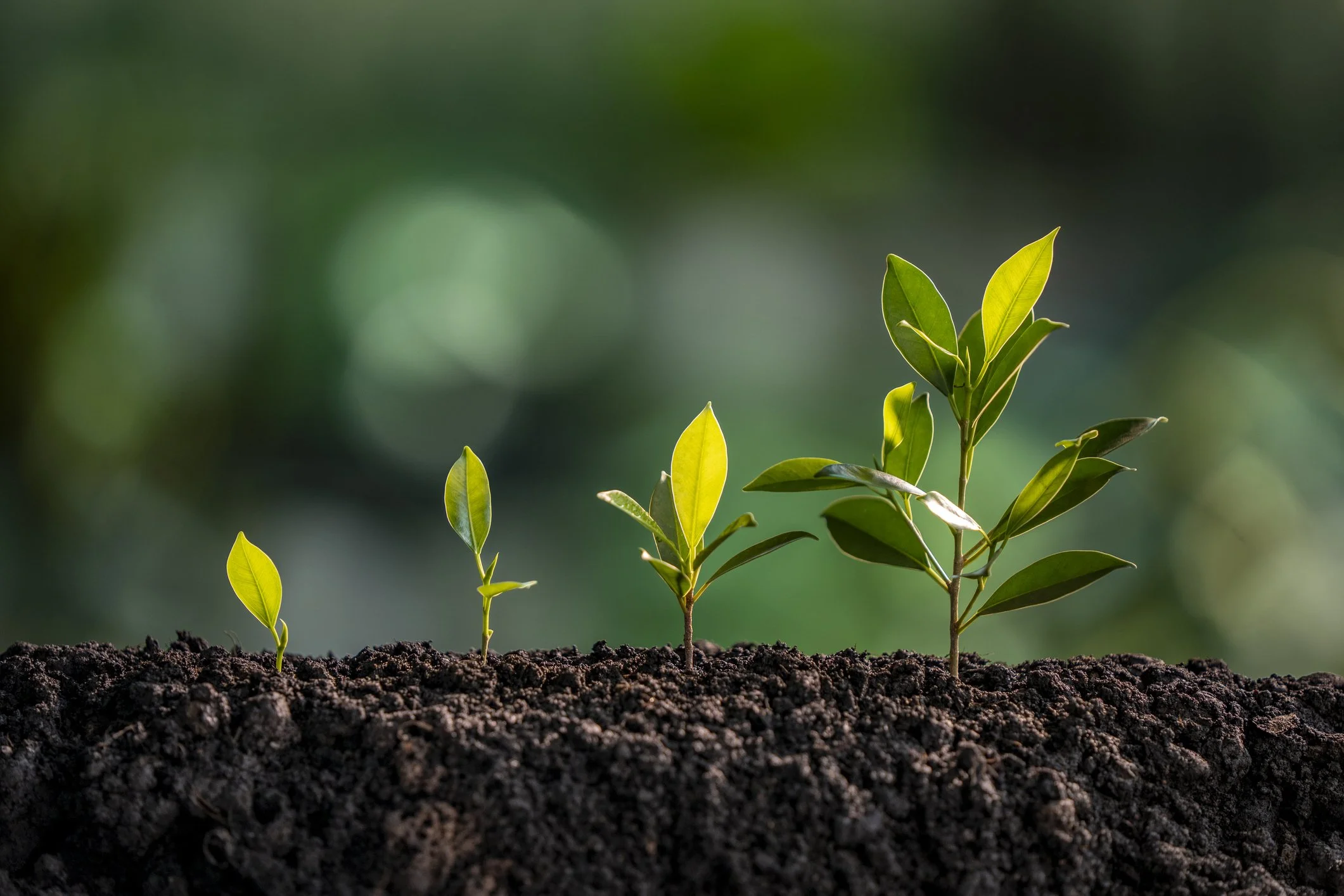 Mental Wellbeing &amp; Digestive Health; The Mind/Body Link