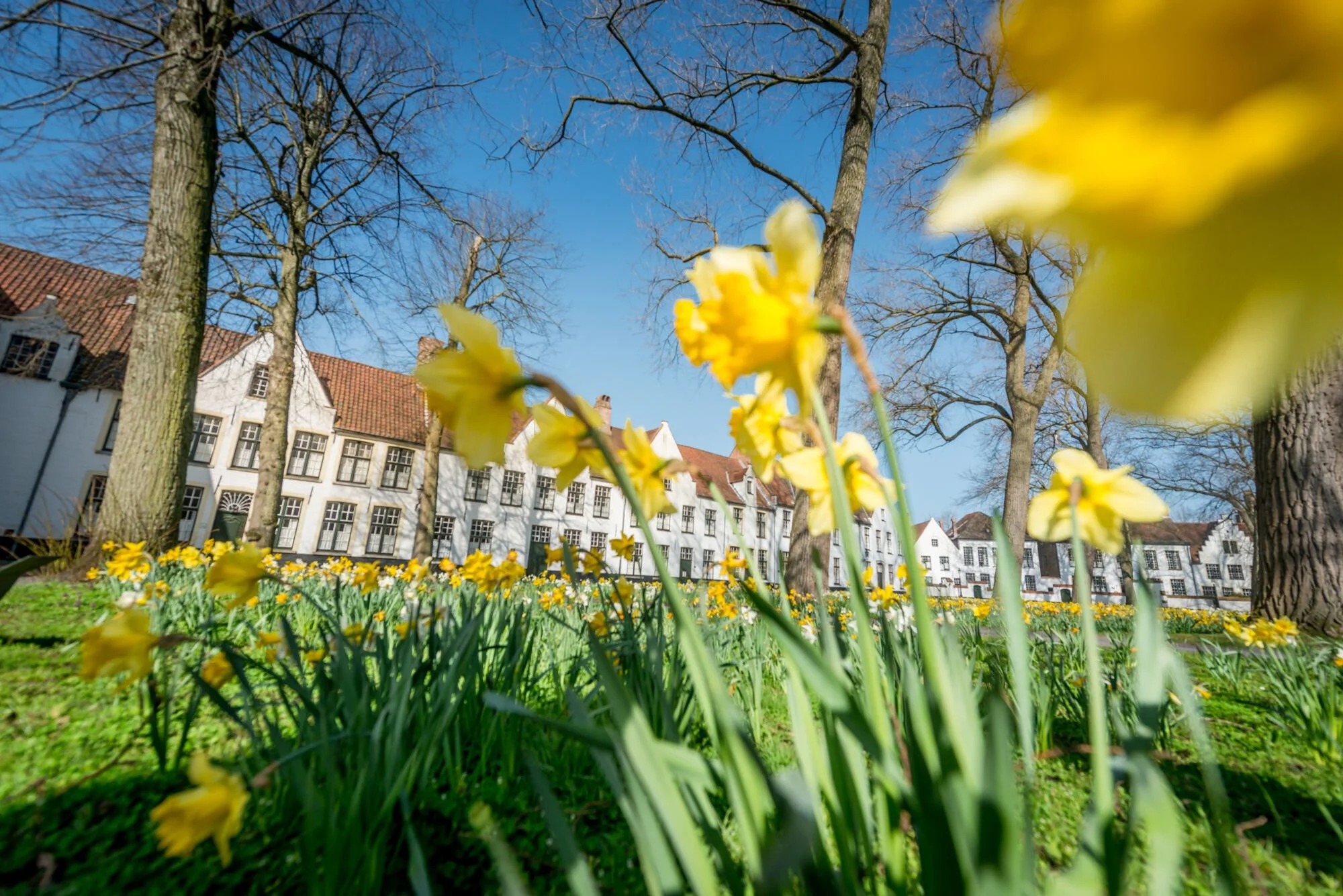 Fleurs jaunes en premier plan avec des arbres et des bâtiments blancs à toits en tuiles rouges en arrière-plan, ciel bleu.