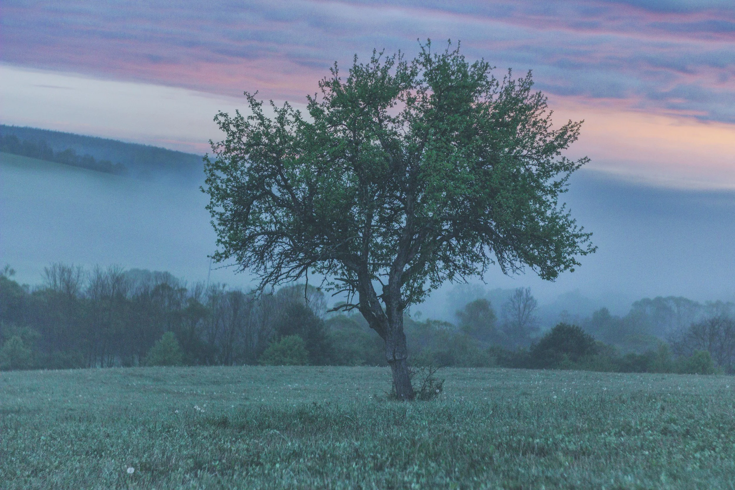 A solitary tree standing in a grassy field with a misty landscape and pink and purple clouds at dusk.