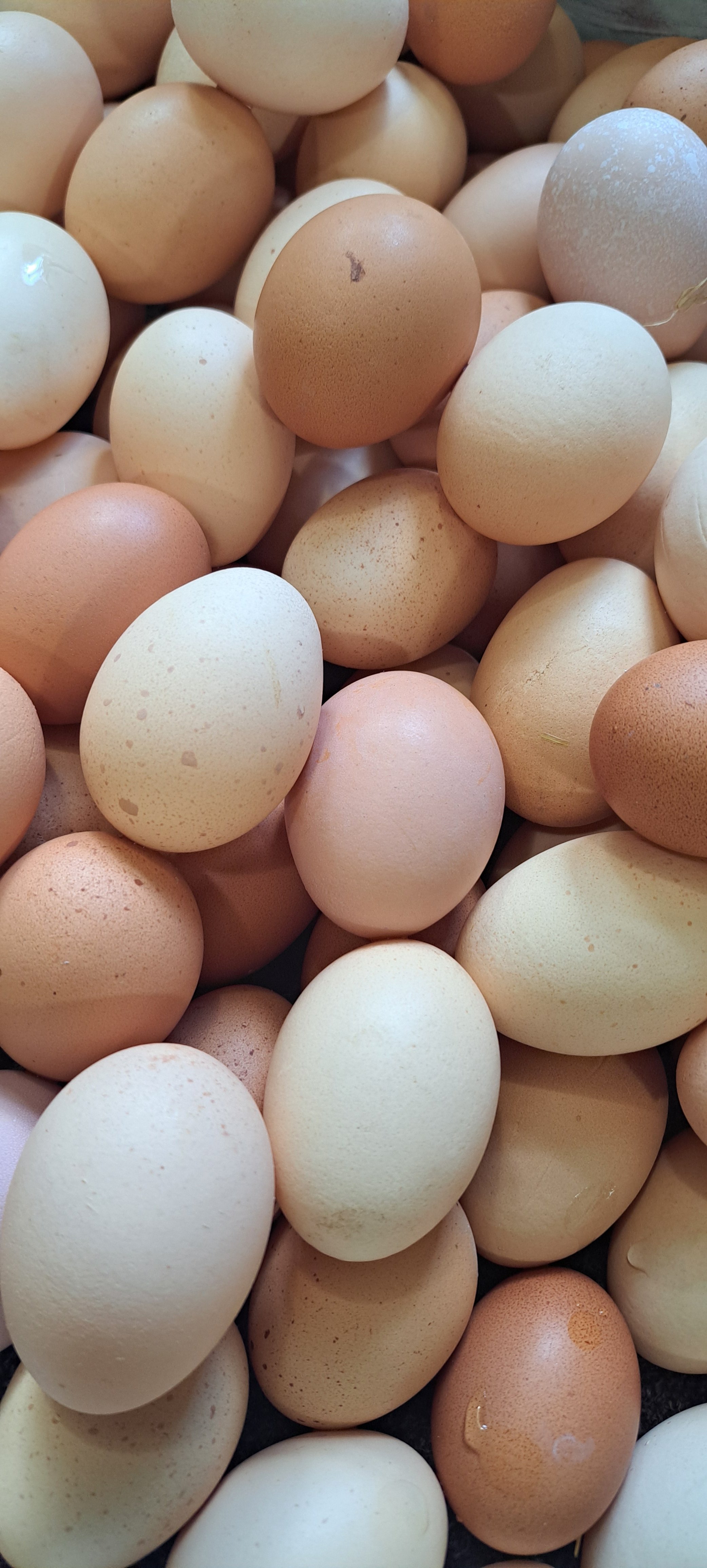 We sell farm fresh chicken and duck eggs. 