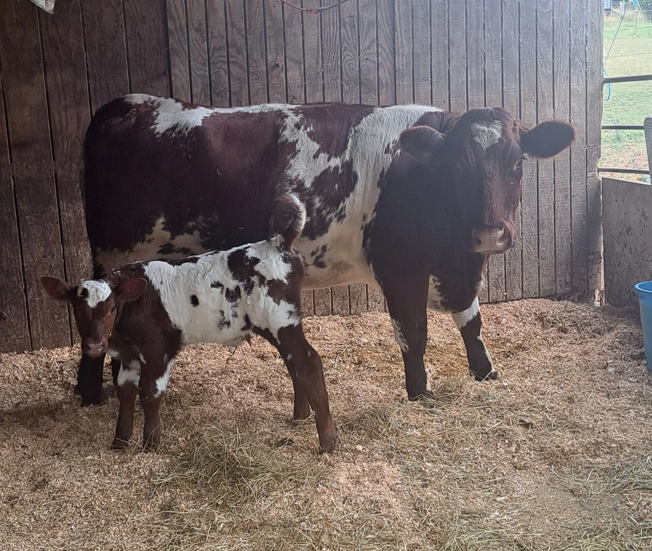 Bailey with her bull calf Maximus.