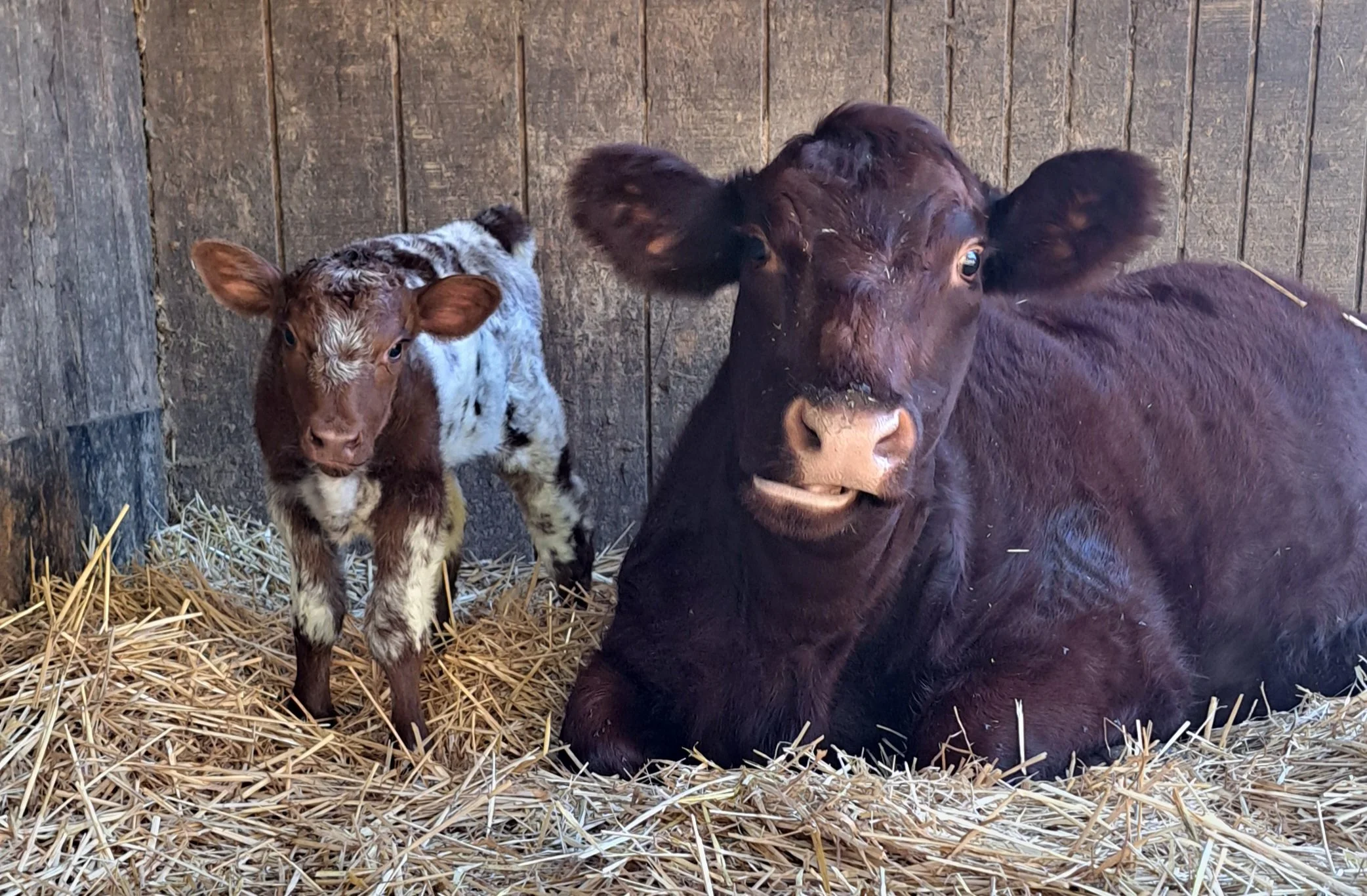 Nova and her first calf Oakley.