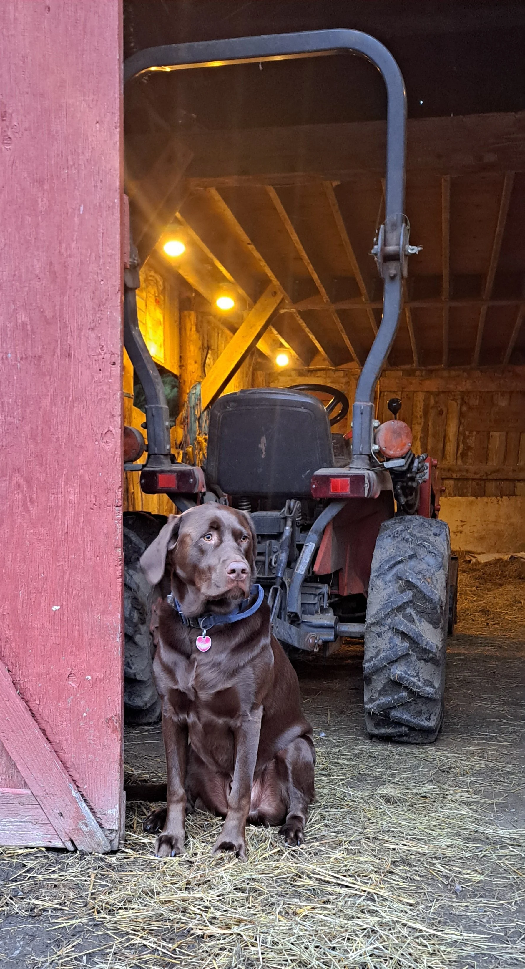 Our farm dog Tikka standing guard of the old barn. 