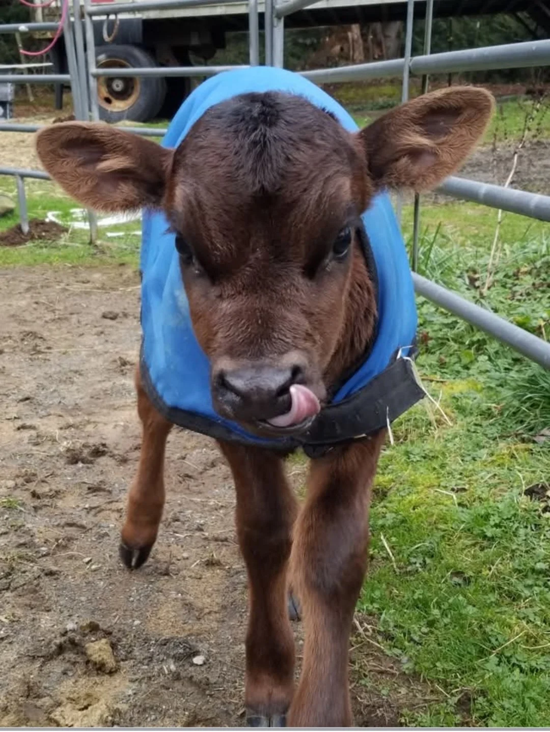 A young brown calf wearing a blue vest on a farm or ranch, standing on dirt and grass.