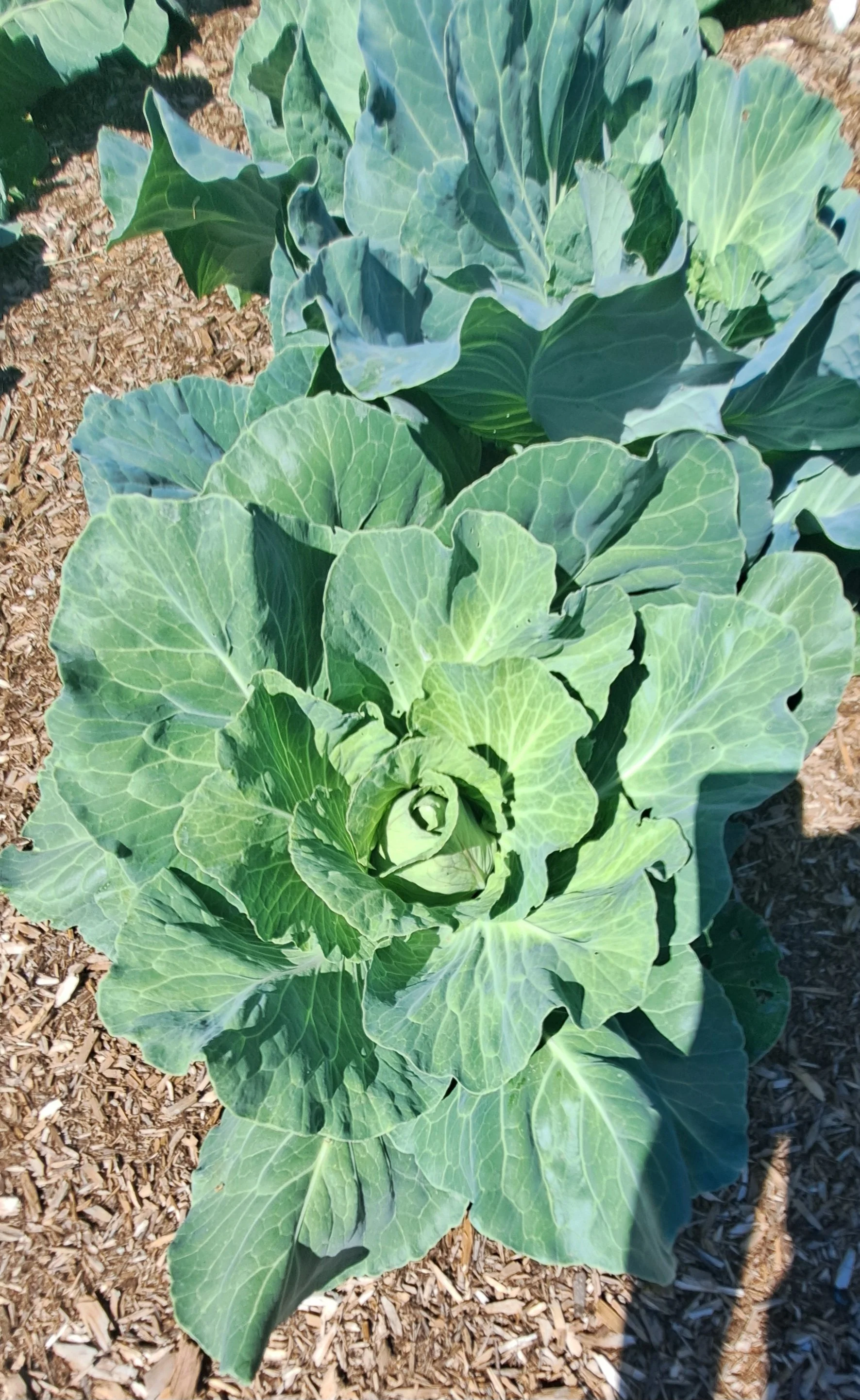 Organic cabbage growing on our farm. 