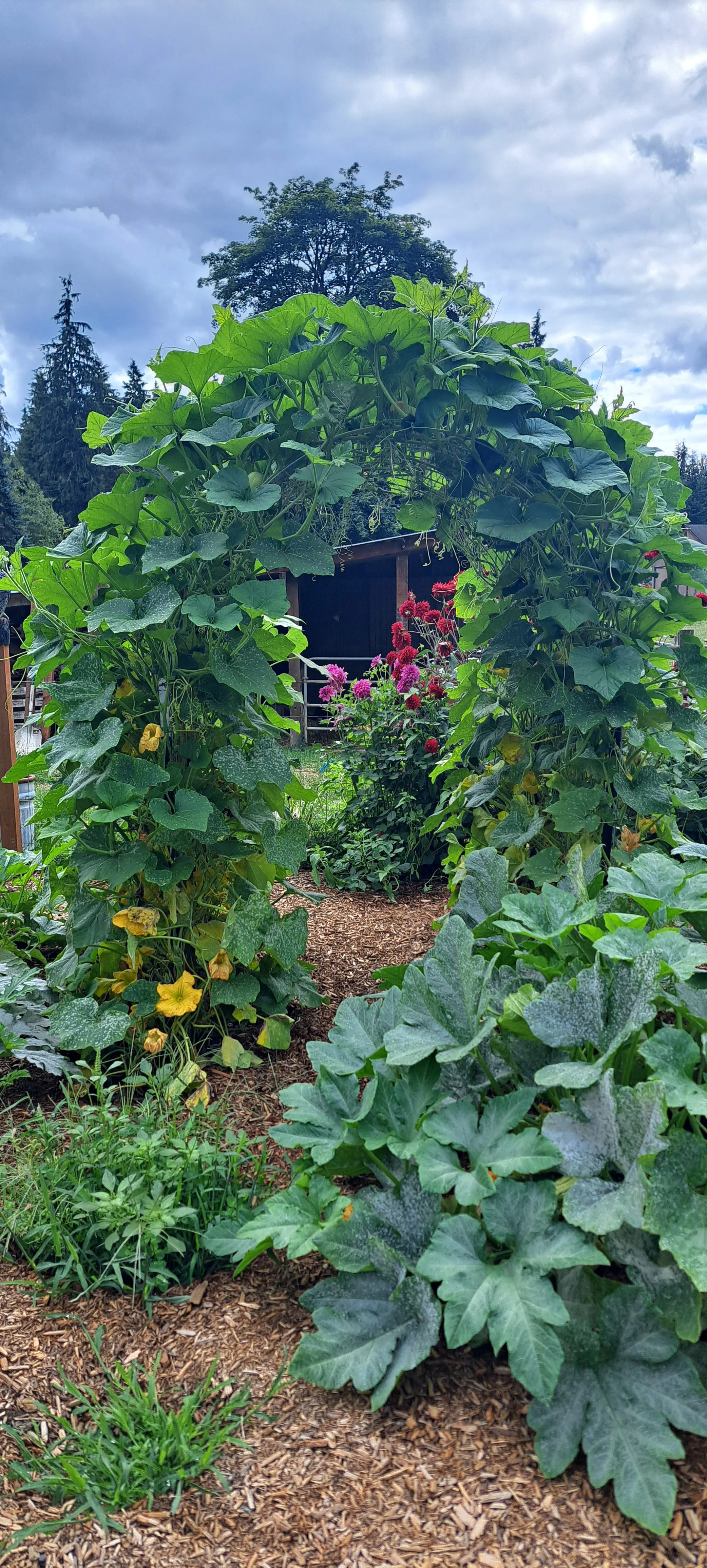 Our beautiful squash arches