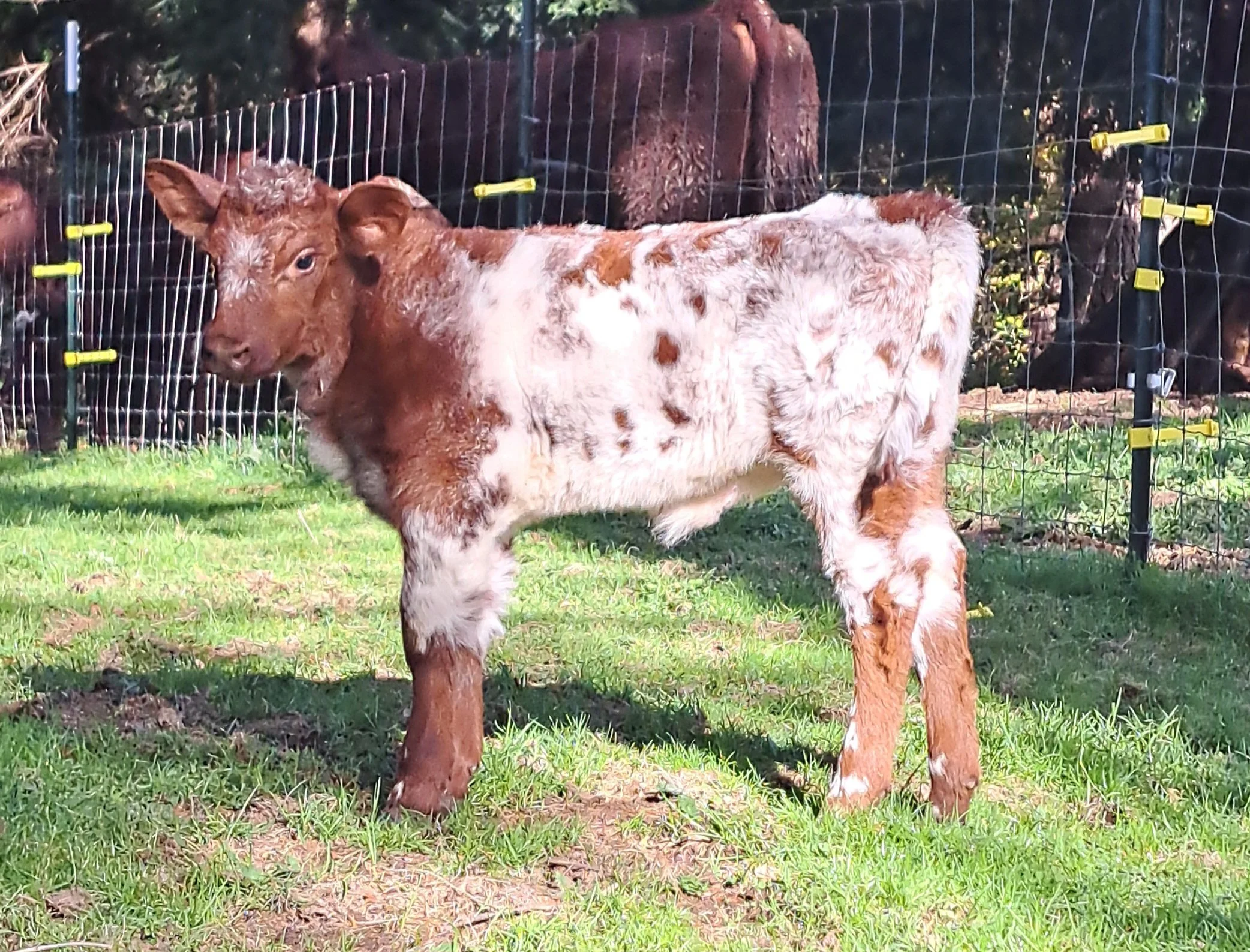 Oakley, our newest heifer enjoying the sun.