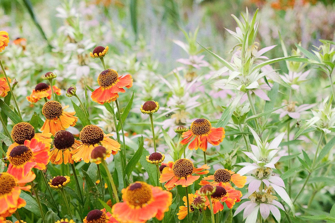 A garden with orange and yellow flowers and white flowering plants in the background.