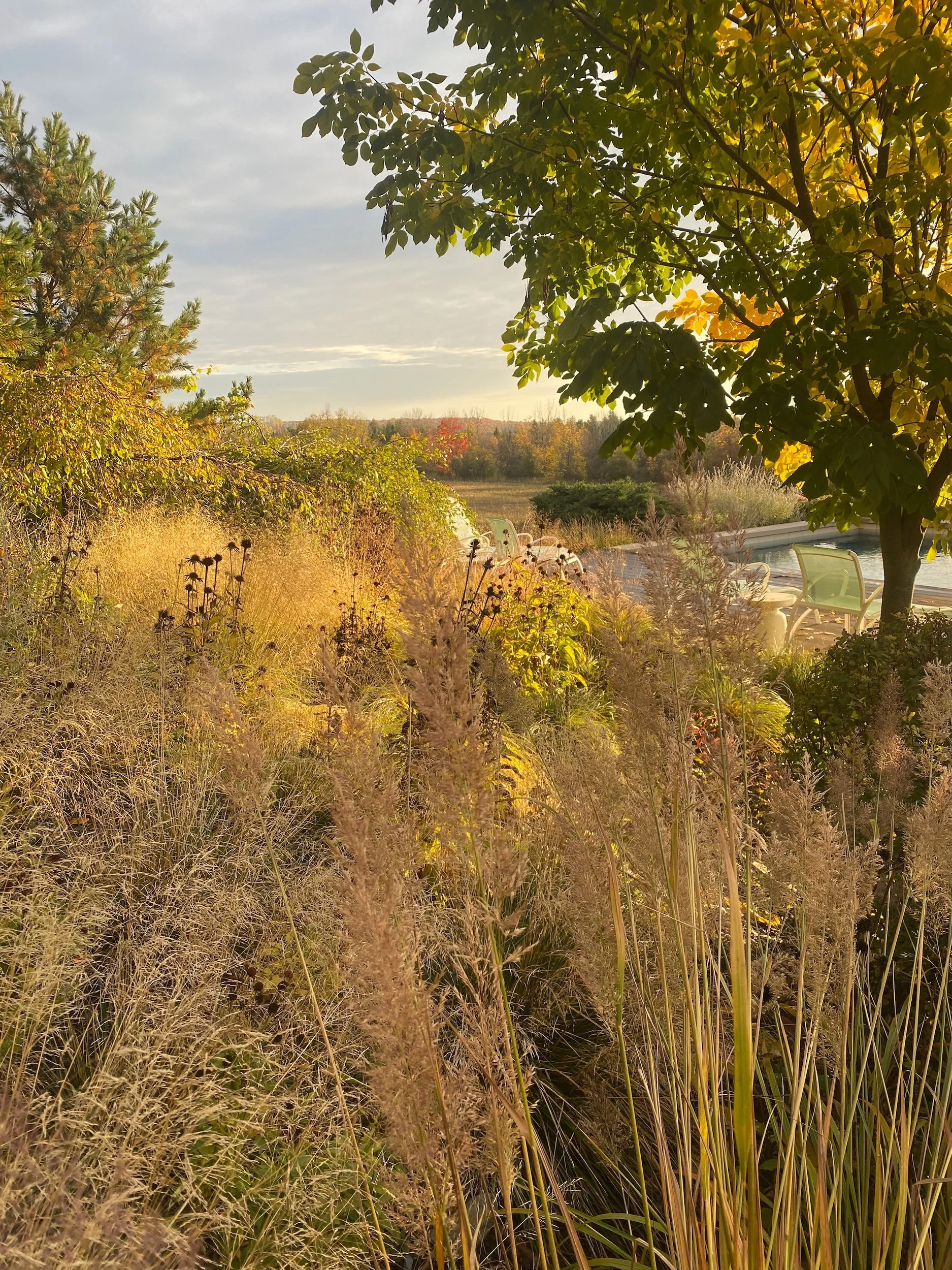 Sunlit garden with tall grasses, trees, and a seating area near a body of water, possibly during autumn.