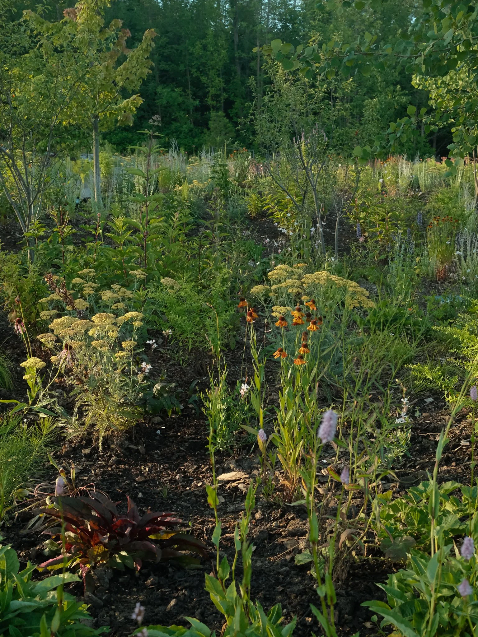 A lush garden with various green plants, small trees, and colorful flowers beneath a canopy of taller trees in the background, illuminated by warm sunlight.