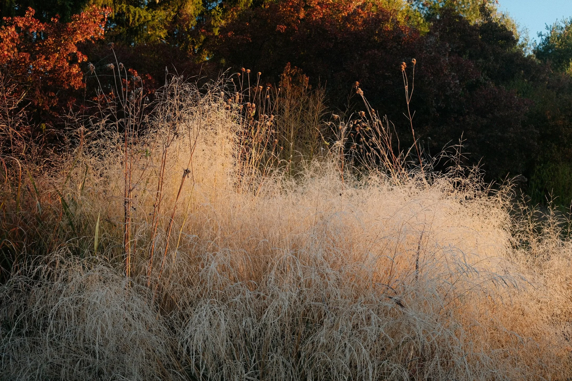 An image of the Ribbon Garden - glowing grasses