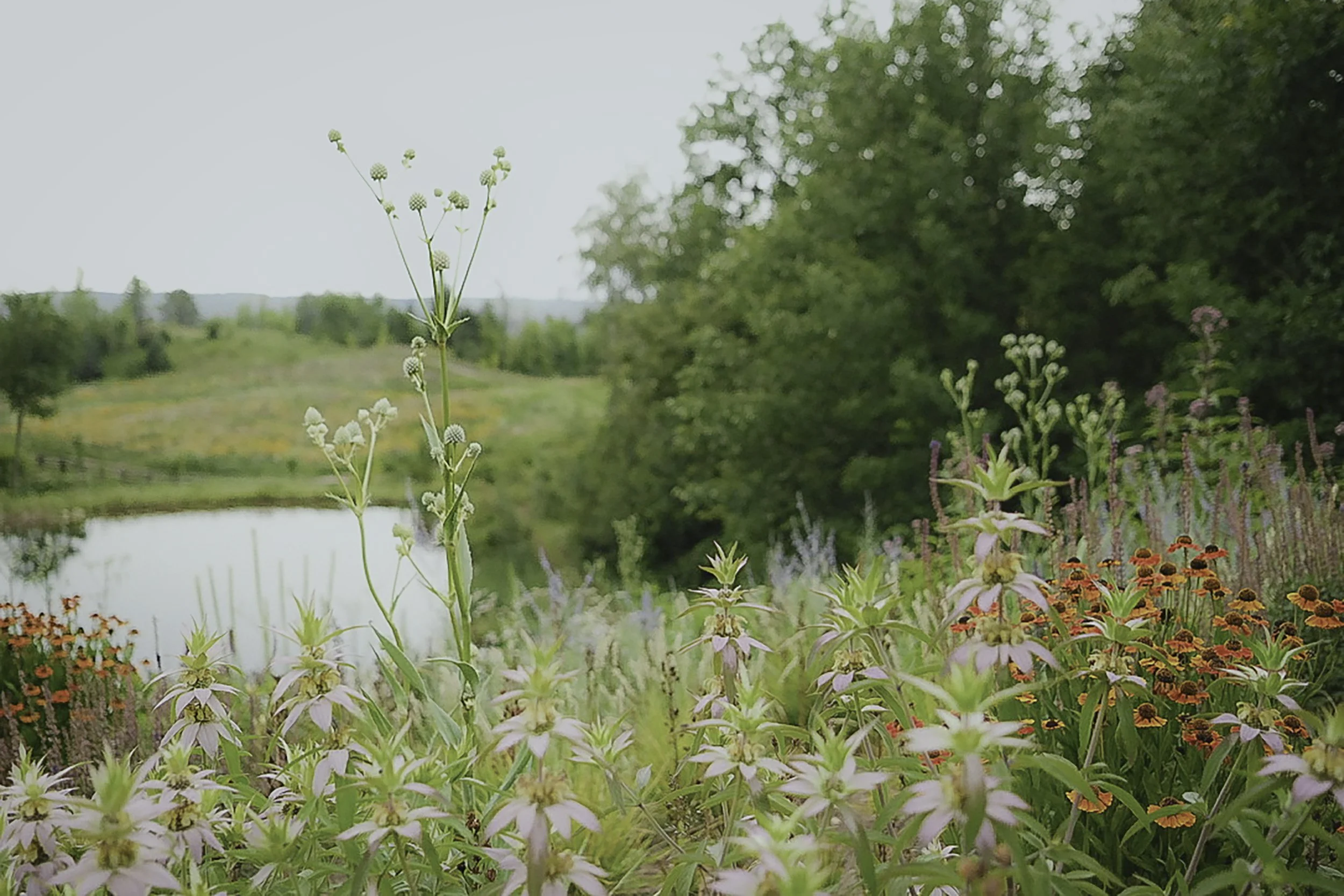 A lush garden scene with a variety of colorful flowers and green foliage, a pond in the background, and rolling hills covered in grass and trees under a bright sky.