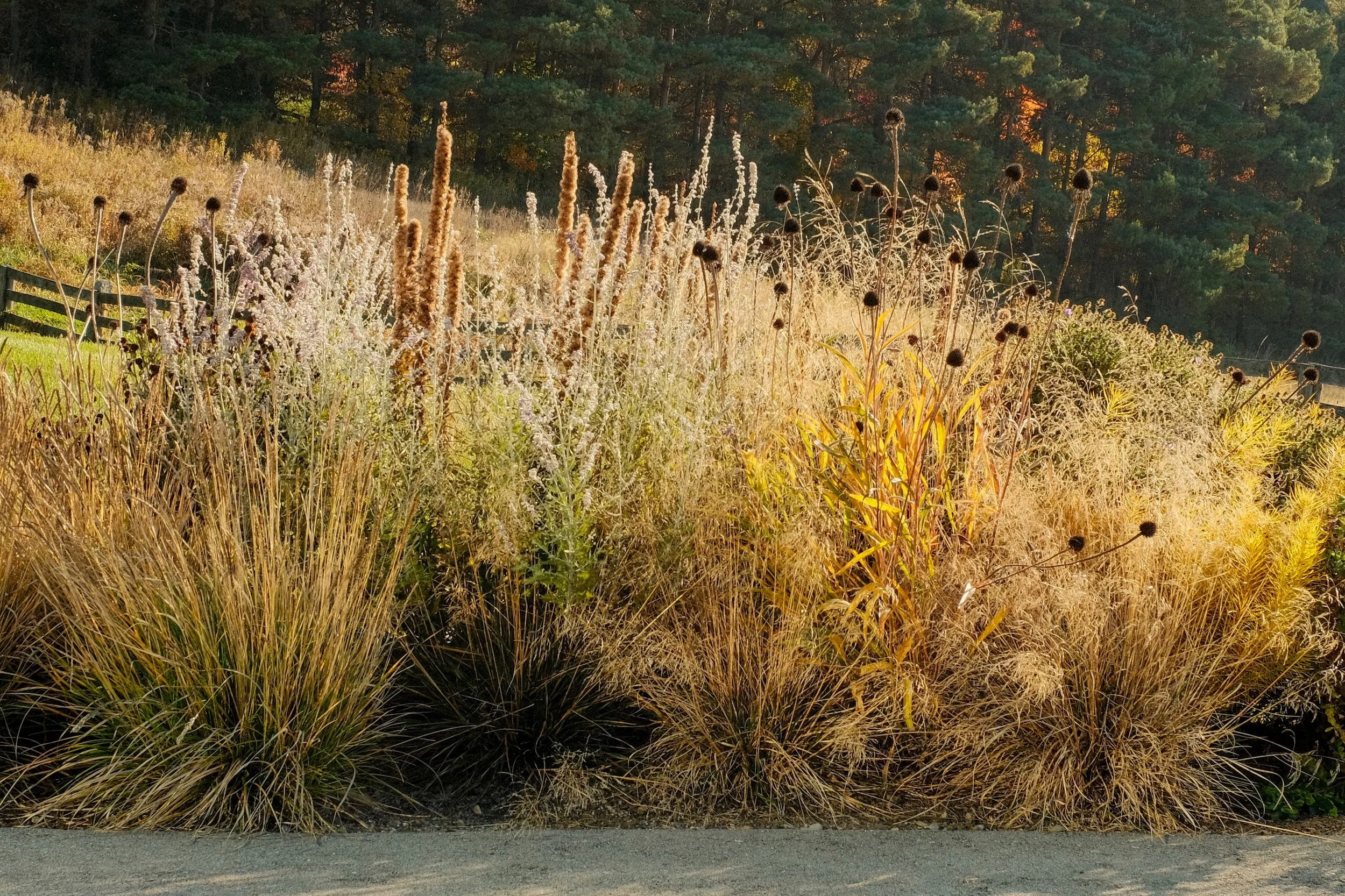 A bed of decorative grasses and plants along a roadside with trees in the background illuminated by warm sunlight.