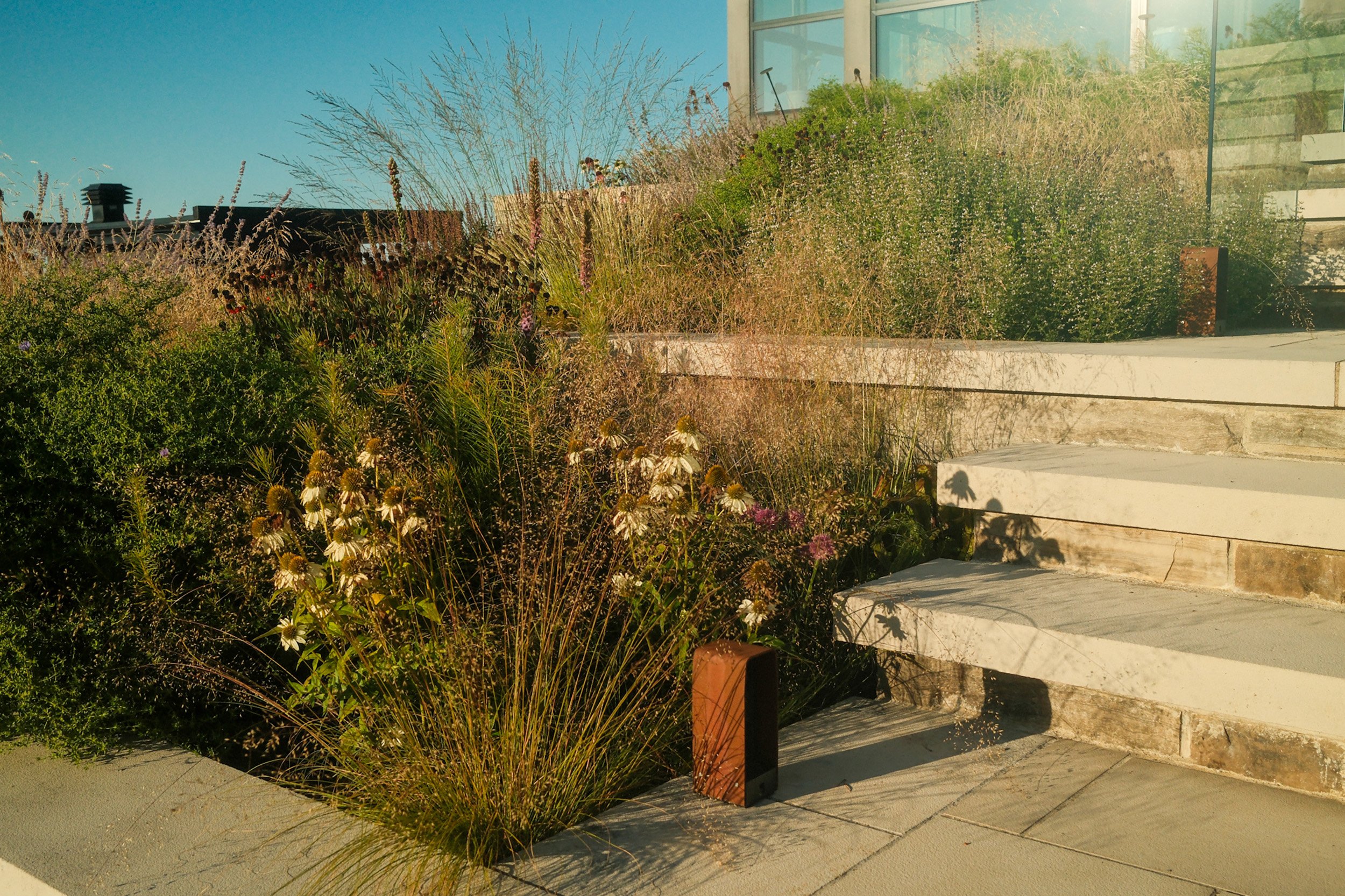 Residential garden with plants, flowers, and tall grasses next to concrete stairs leading to a glass-walled building, with shadows cast by plants.
