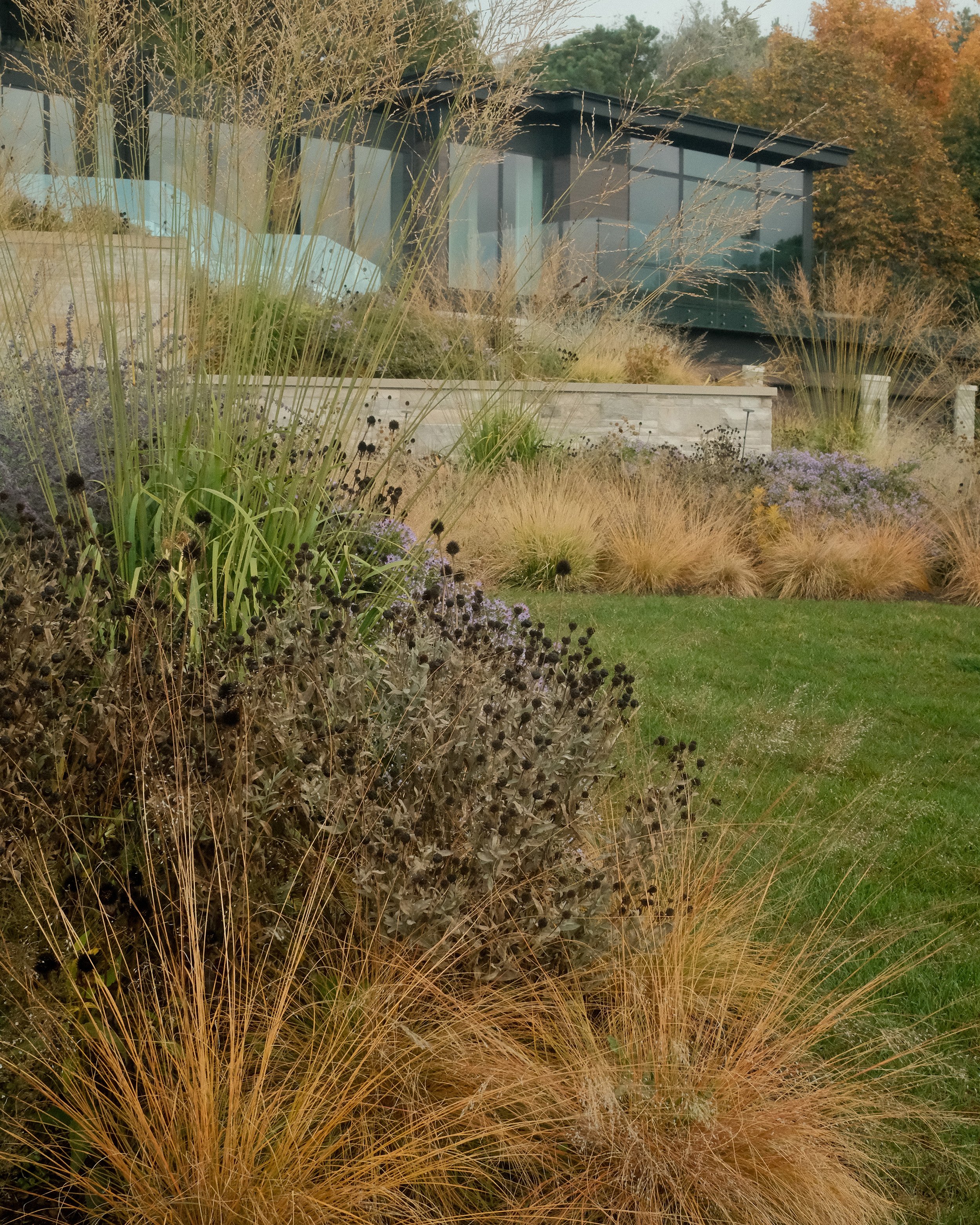 Modern house with glass walls surrounded by a landscaped garden with various grasses and plants.
