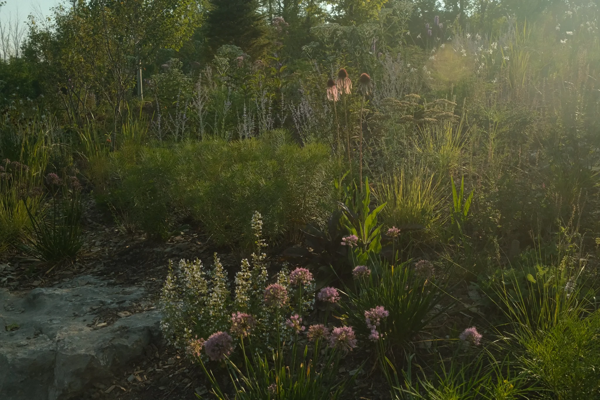 A garden with various green plants and pink and white flowers, sunlight shining through, and rocks on the ground.