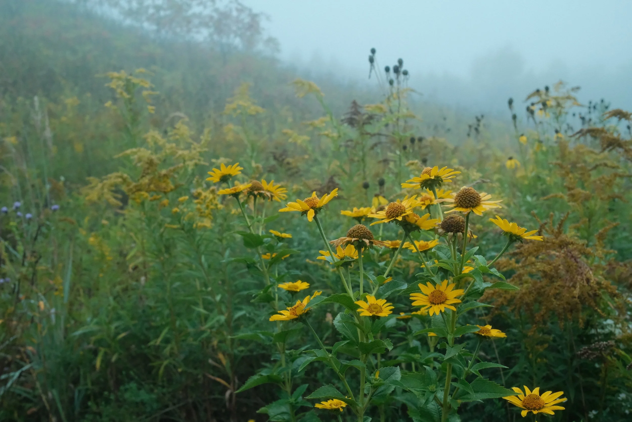 A foggy meadow with yellow wildflowers and various green plants.