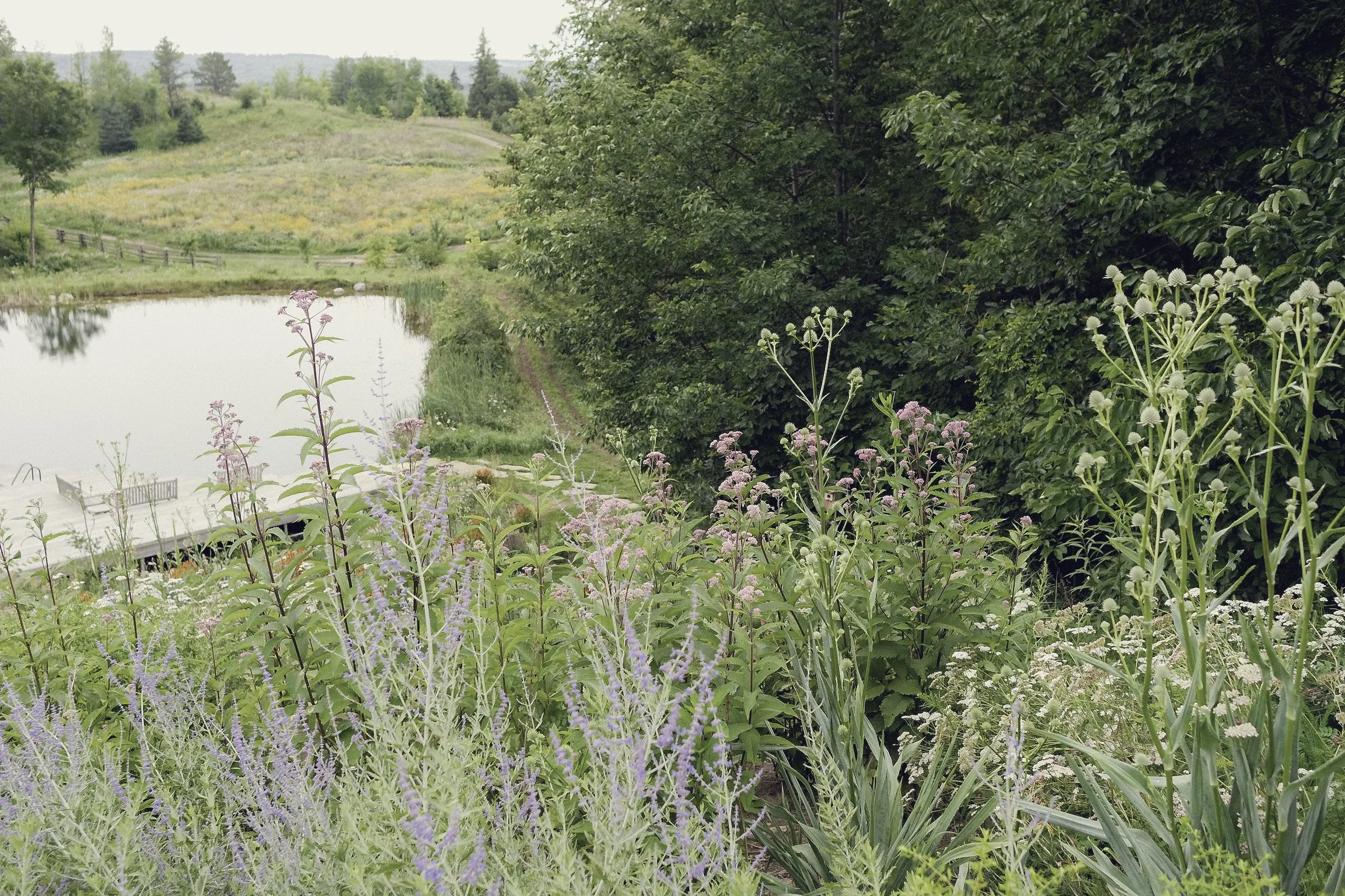 A lush garden with a variety of wildflowers and plants, near a pond with a dock, surrounded by trees and rolling hills in the background.
