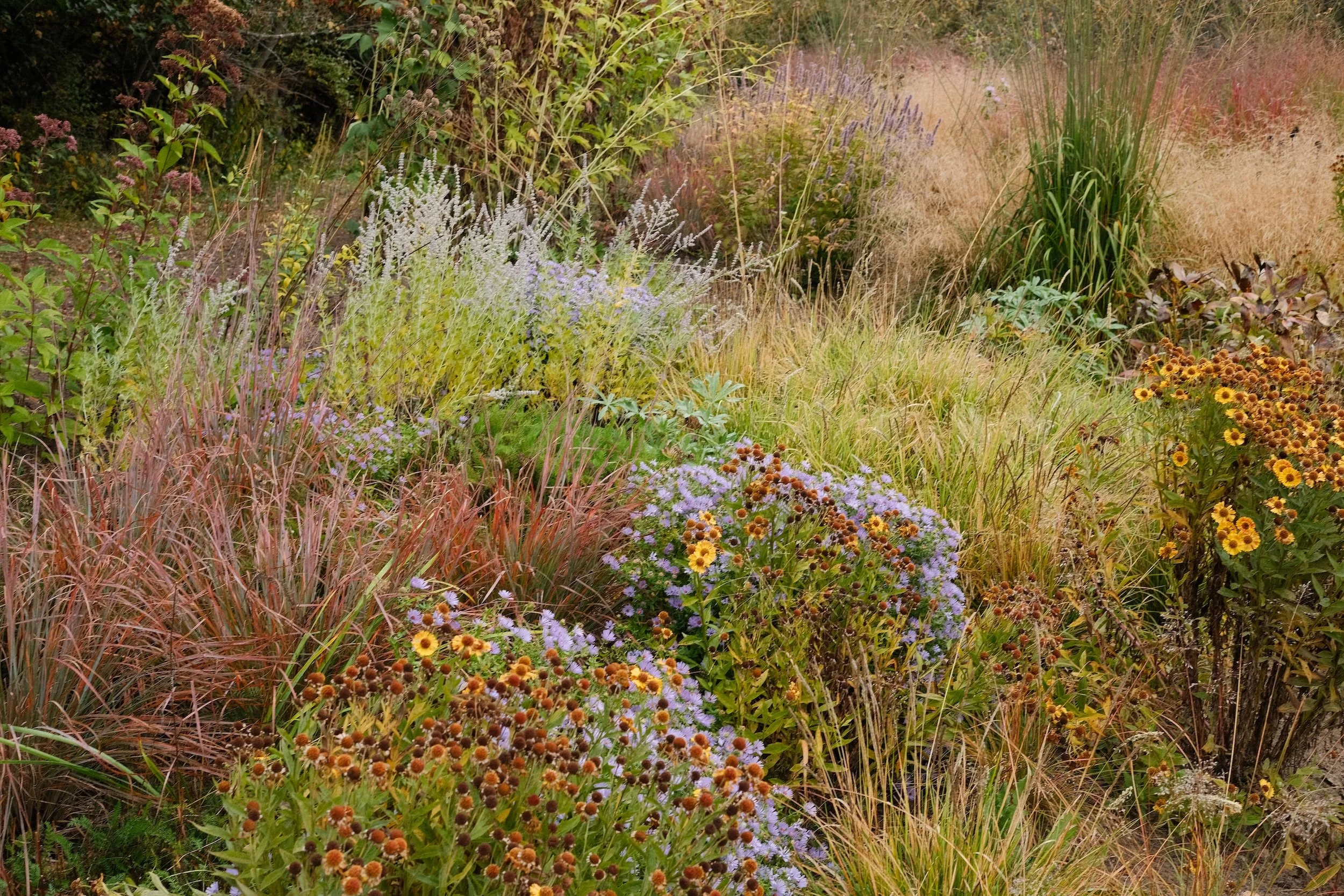 A garden bed with various colorful plants and flowers, including grasses, purple, yellow, and orange blooms.