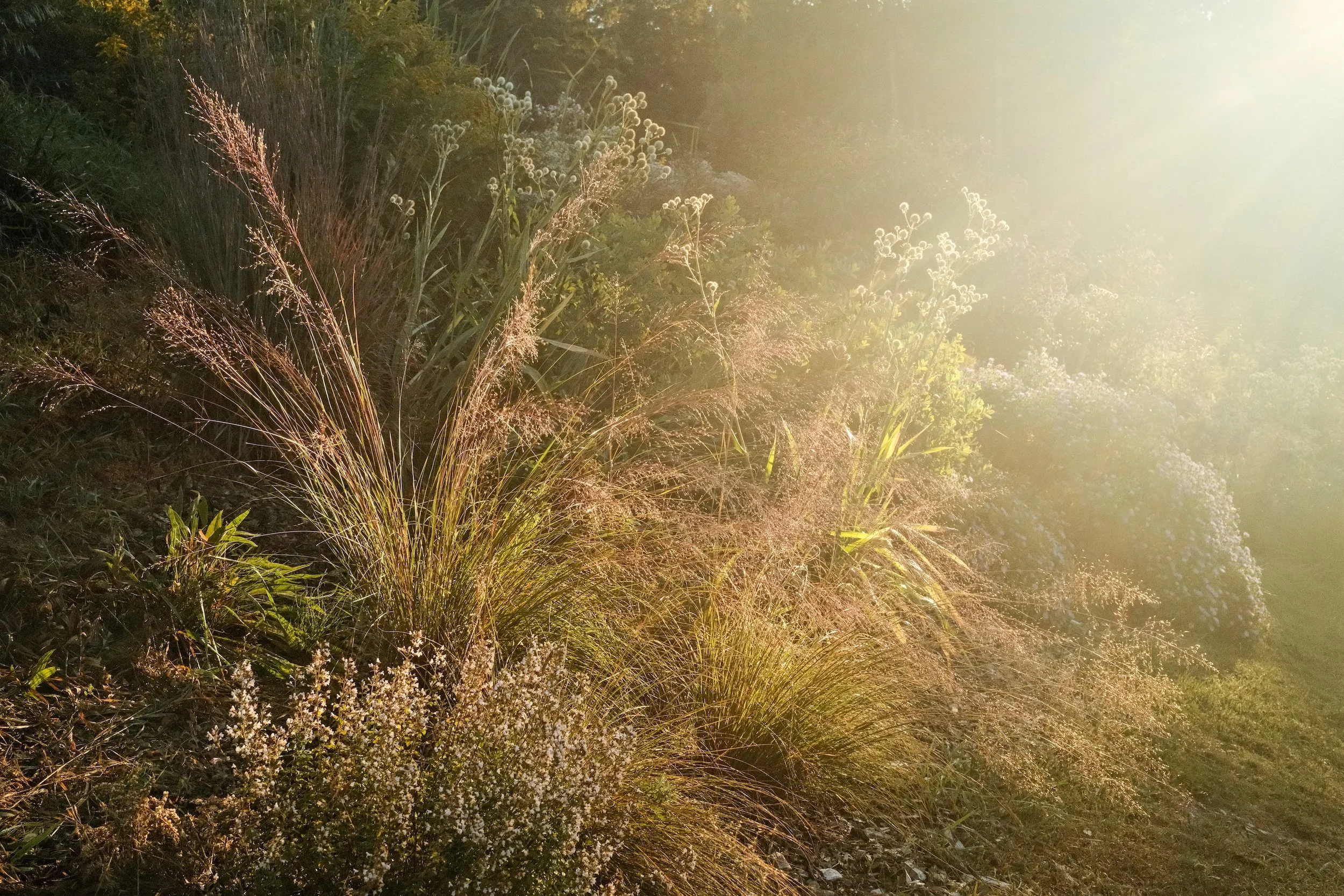 hockley hillside garden 2026 -3.jpg