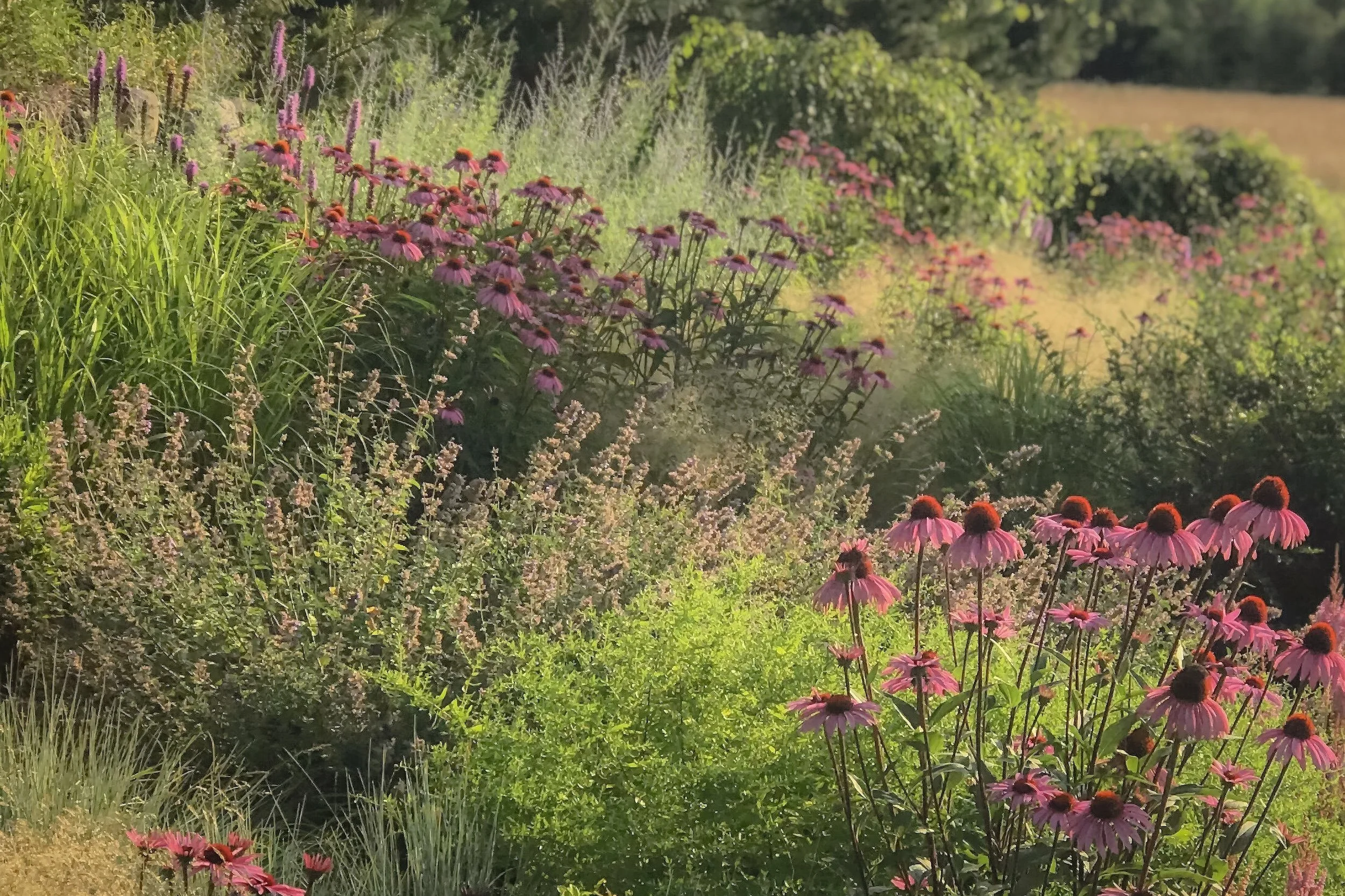A lush garden with pink coneflowers and purple coneflowers amid green foliage, sunlit on a hillside.