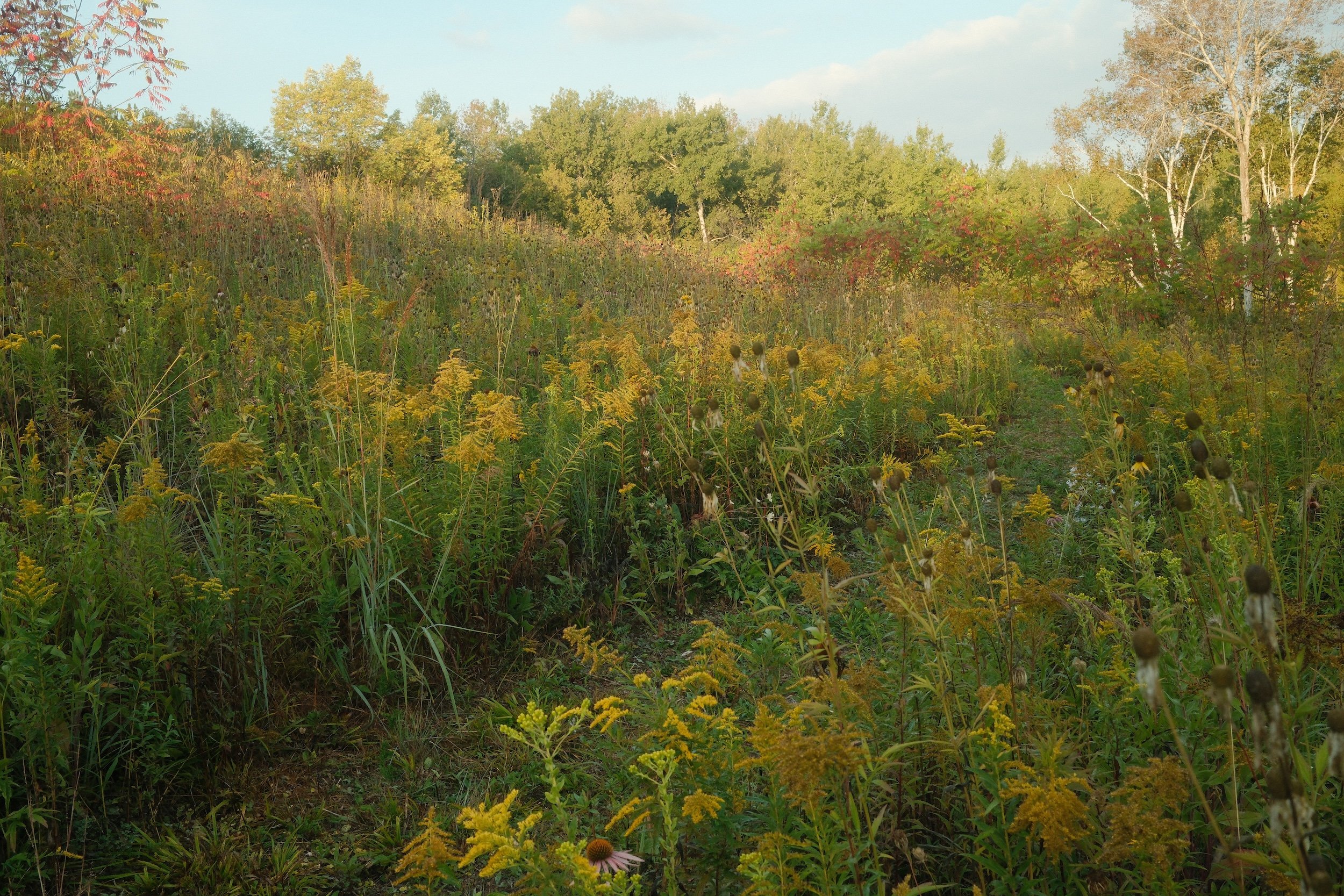 A lush, green field filled with yellow wildflowers and tall grasses, with trees in the background under a clear blue sky.