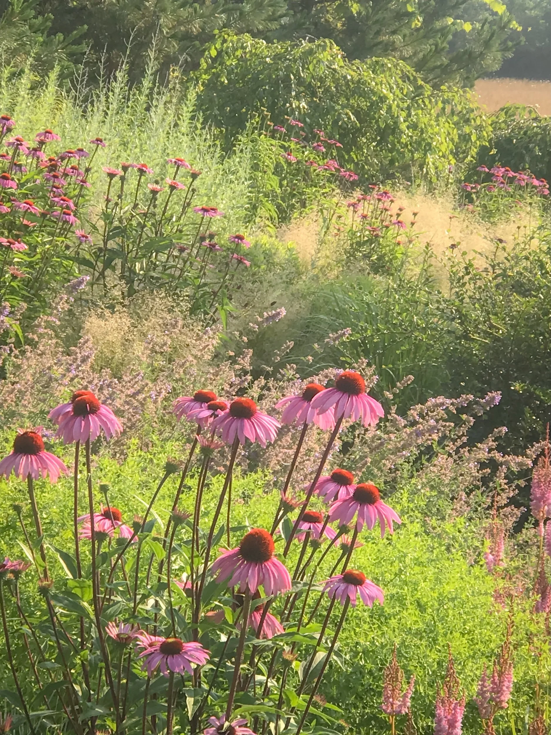 A garden with pink and purple coneflowers, other wildflowers, and lush green foliage under sunlight.