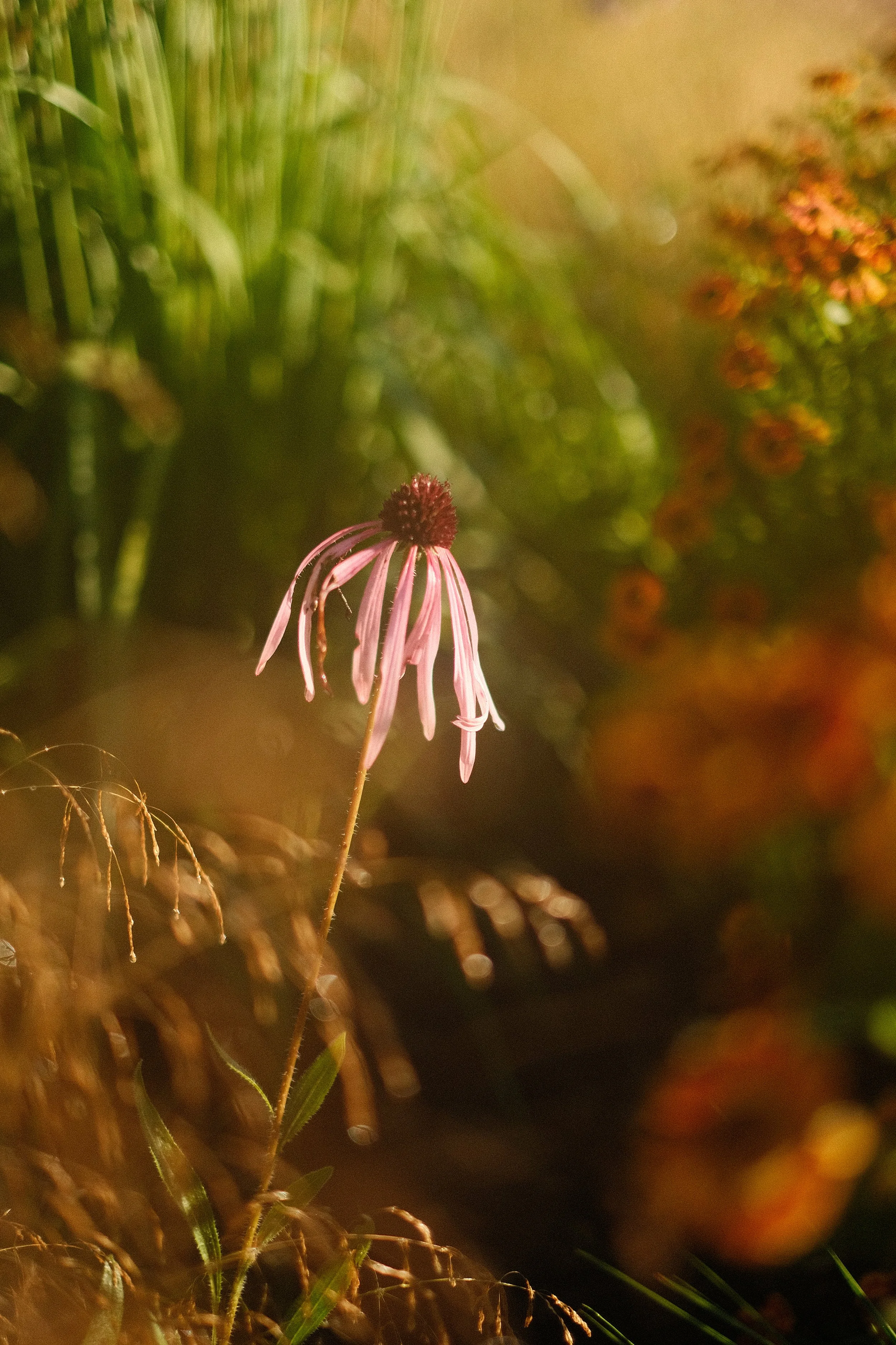 Pink coneflower with drooping petals in a garden during golden hour.