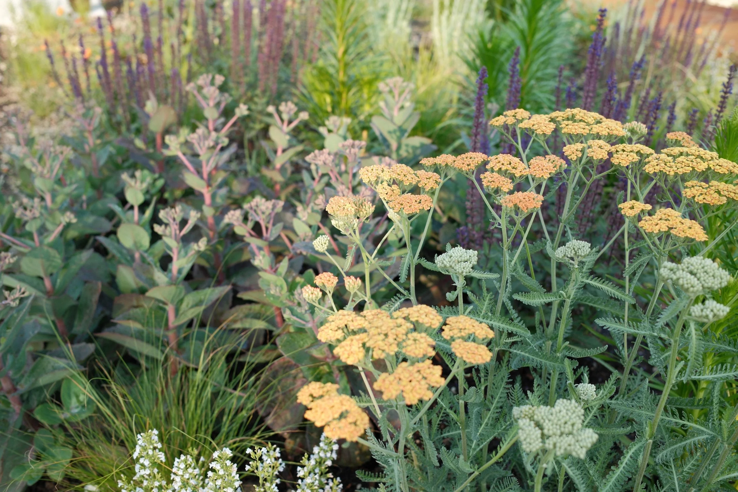 A garden filled with various colorful flowering plants including yellow, purple, and white flowers with green foliage.