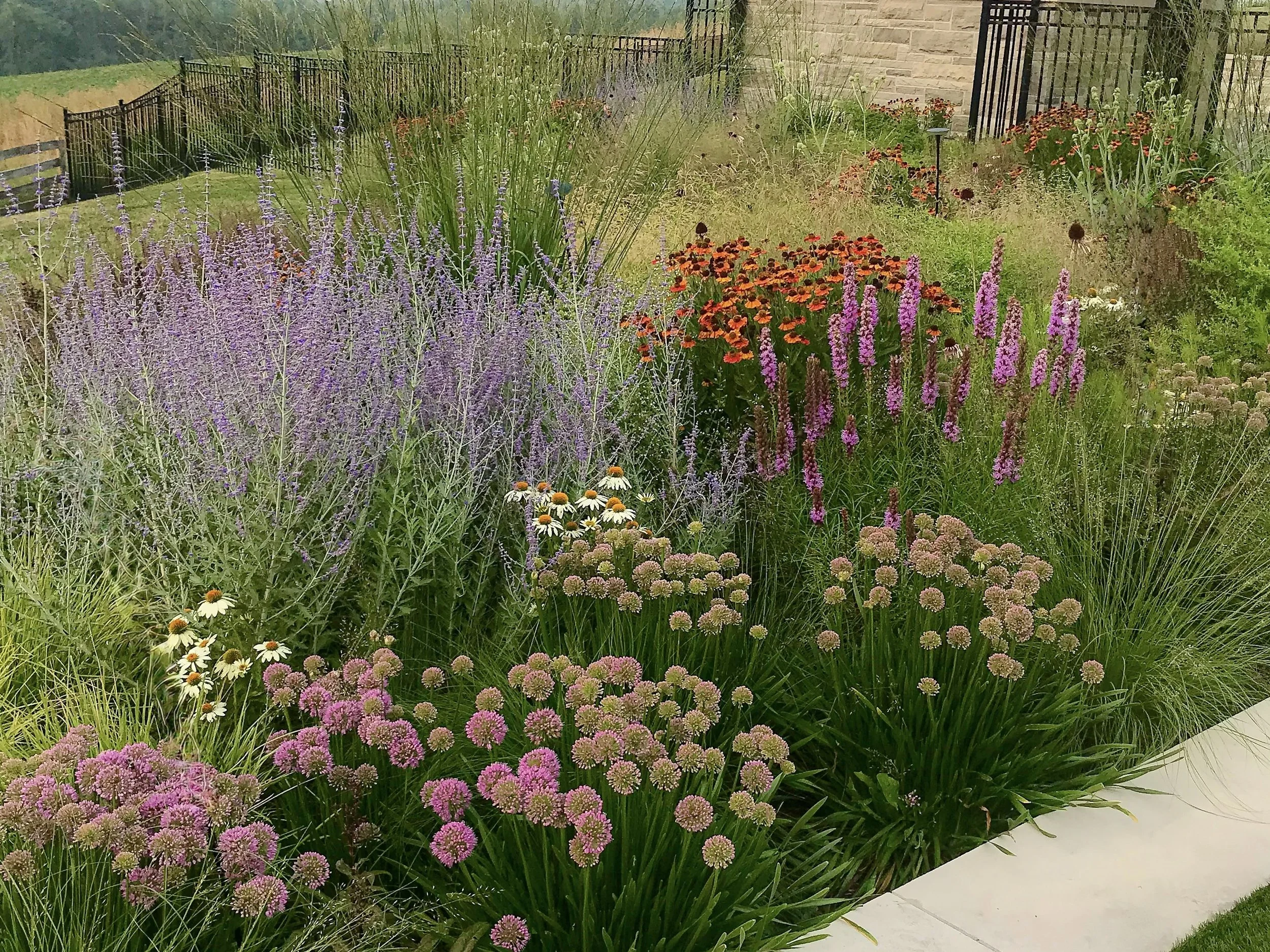 A garden with colorful flowers, including purple lavender, pink coneflowers, white daisies, and orange and red flowers, bordered by a paved walkway and a black metal fence in the background.