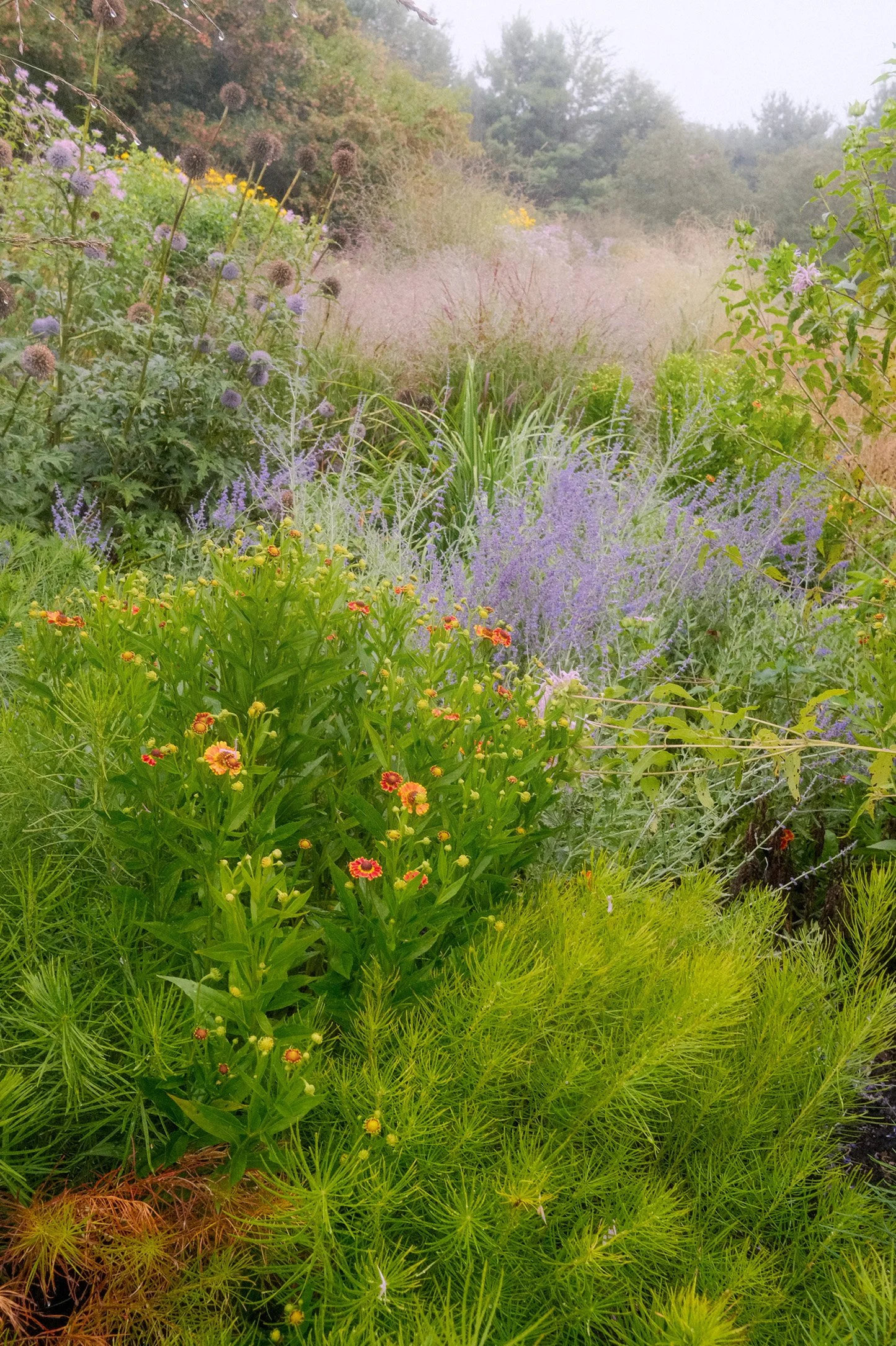 A lush garden with a variety of colorful flowers and green foliage, foggy background, and trees in the distance.
