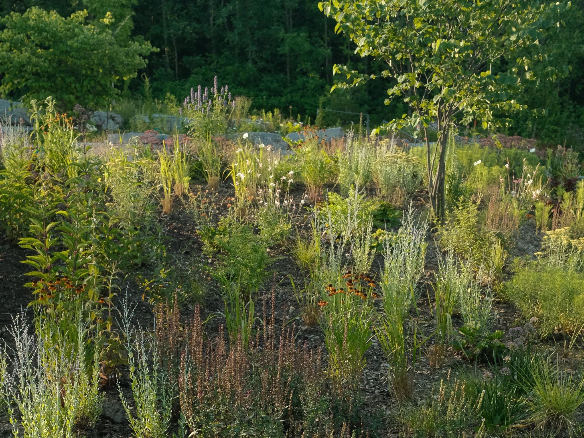 Sunlit garden with various plants and small trees, surrounded by green trees in the background.