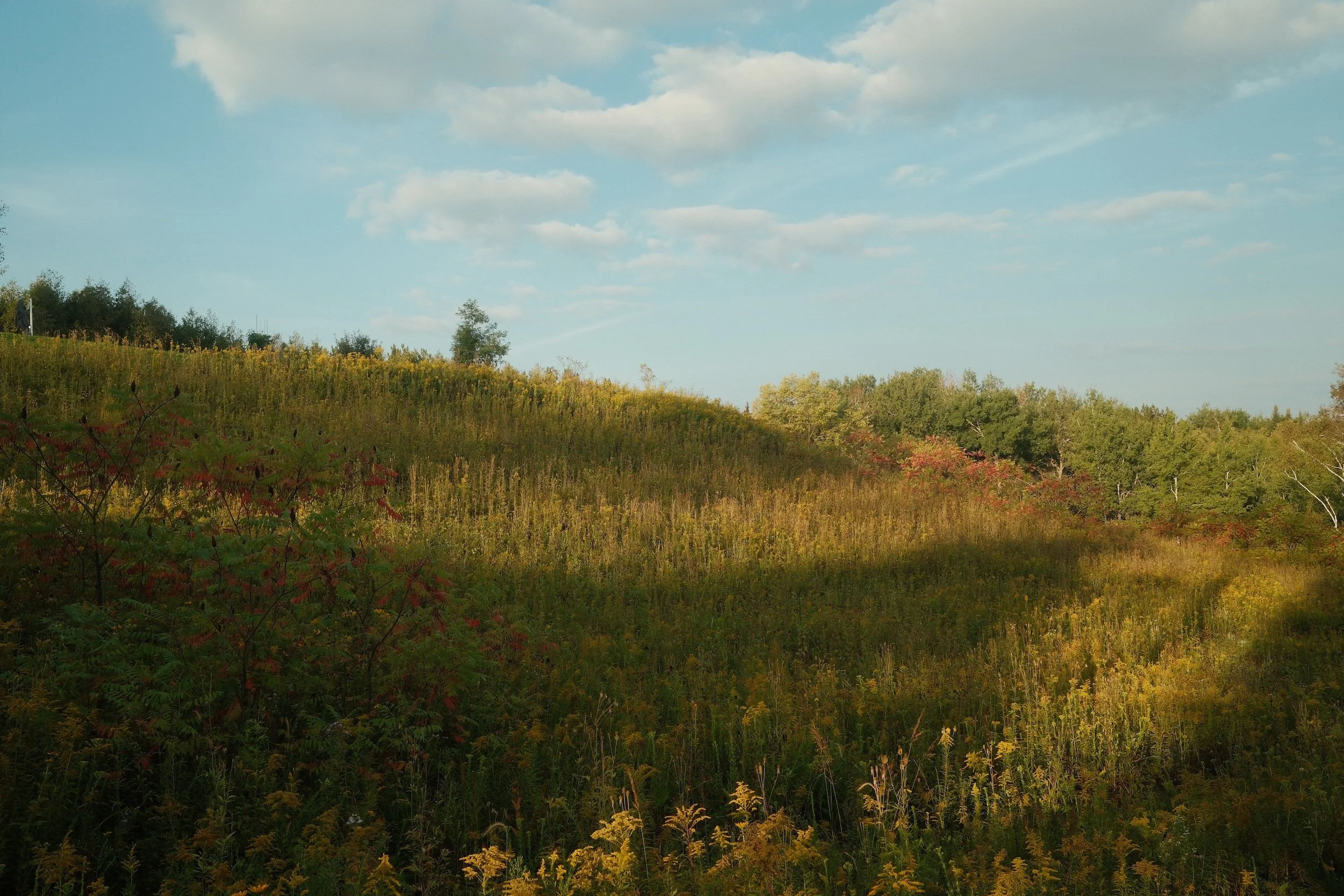 A scenic view of a gently sloping grassy hill with wildflowers and a mix of green trees under a partly cloudy blue sky.