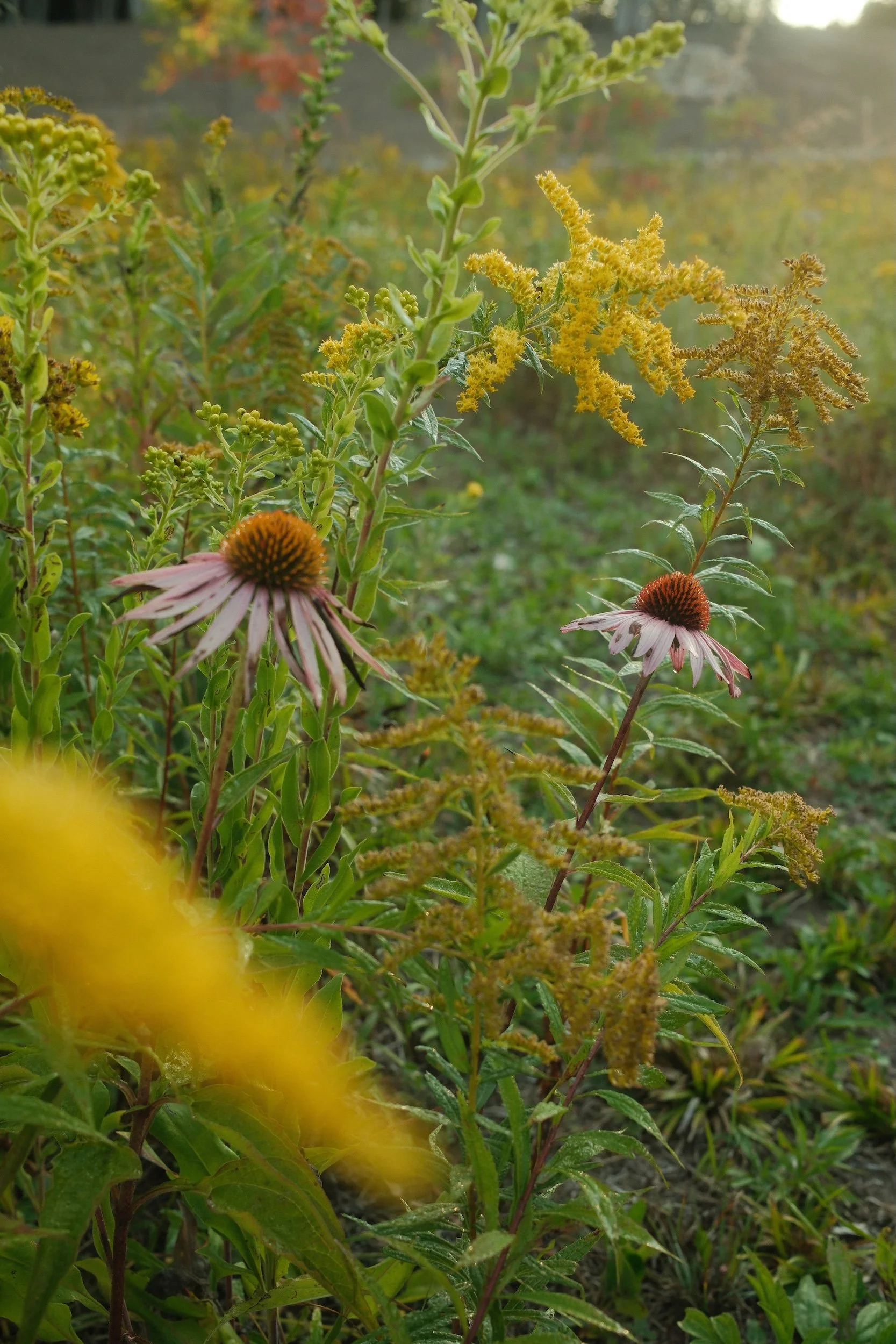 Wildflowers including coneflowers and goldenrod in a sunlit garden.