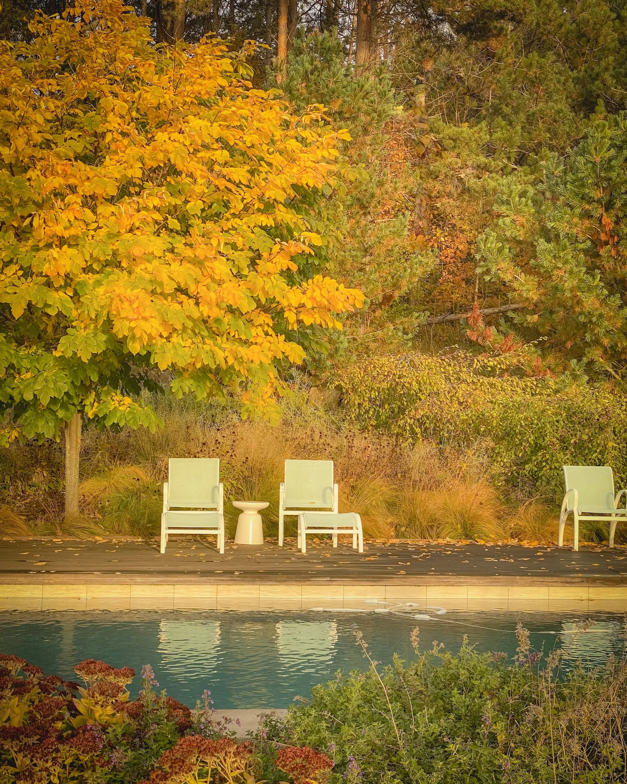 A backyard scene with a swimming pool, lush green and orange autumn trees, and three empty white chairs with a small white table between two of the chairs on a wooden deck.