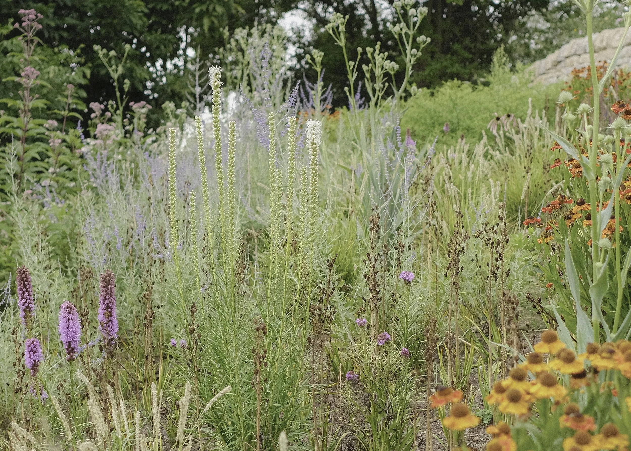 A garden filled with various colorful wildflowers and tall green plants, with trees in the background.