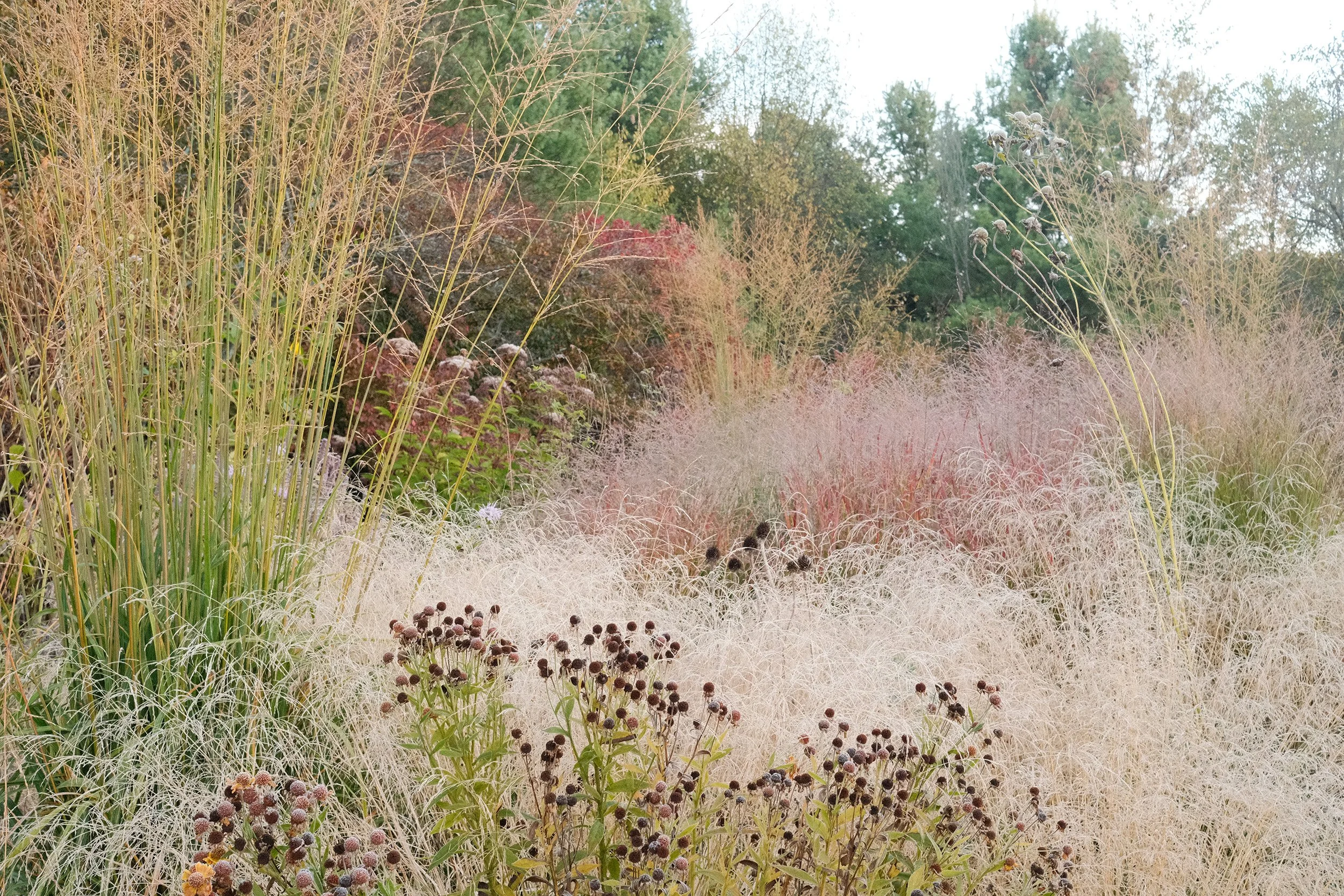 A garden with tall grasses, dried flowers, and various plants in an autumn setting.