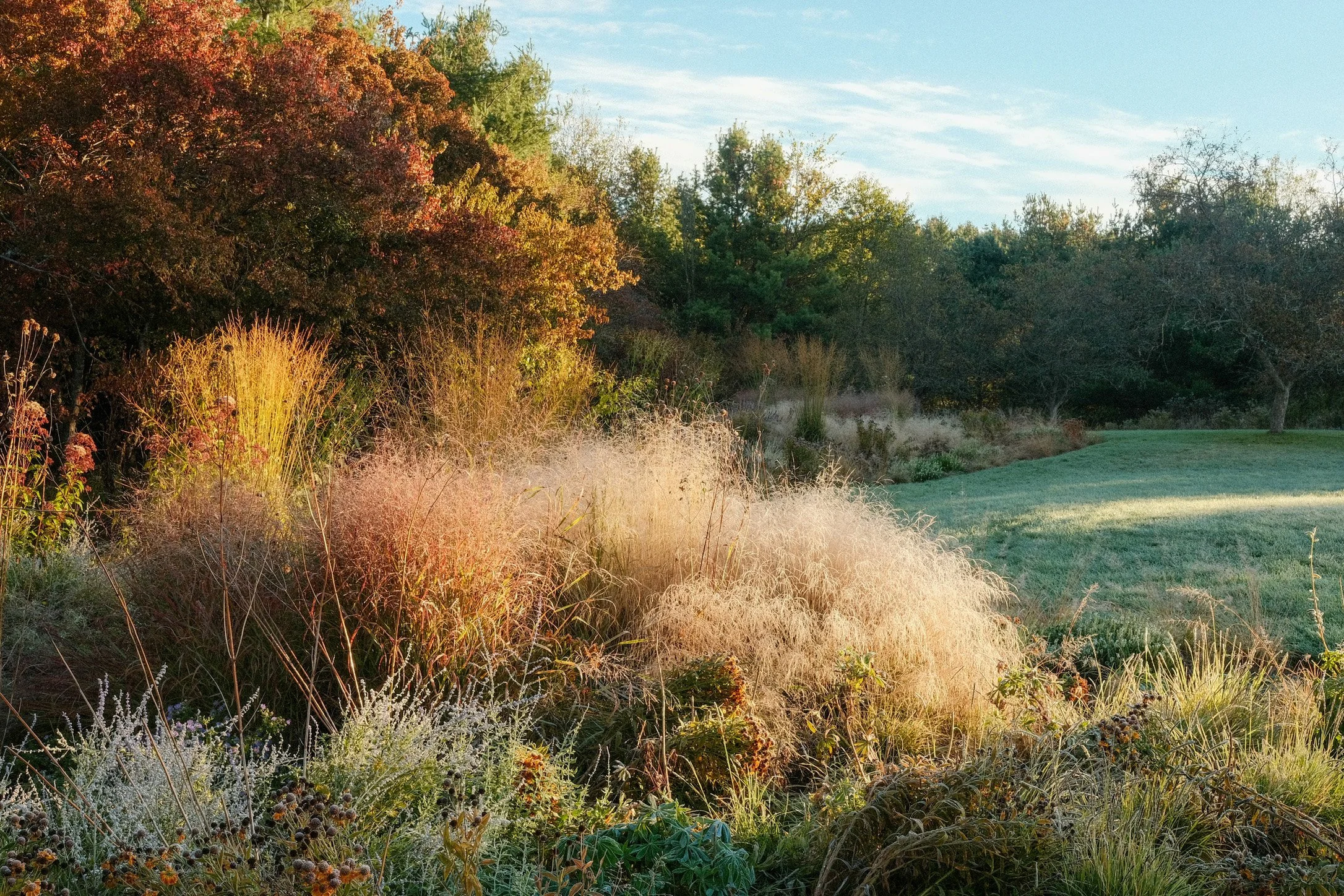 Autumn landscape with fall-colored trees, tall grass, and a grassy area under a blue sky.