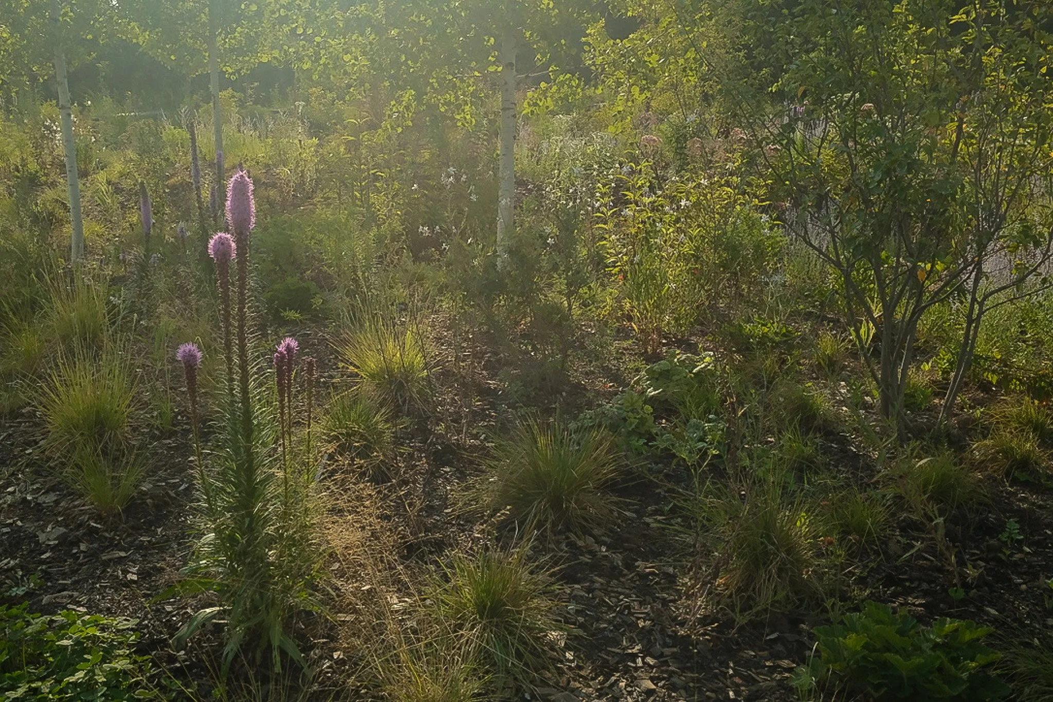 Sunlit garden with pink flowering plants, green shrubs, and young trees with white bark.