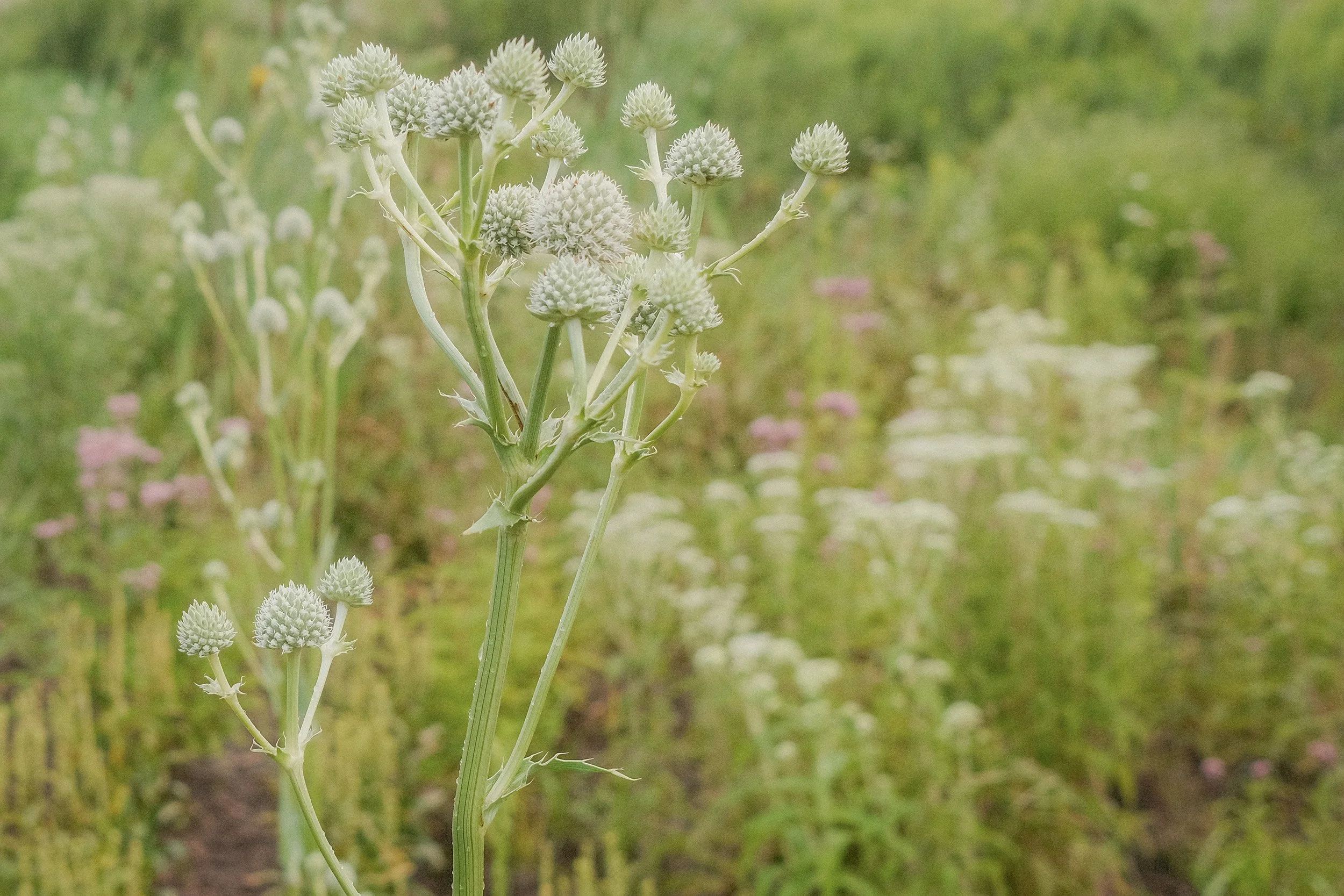 Close-up of eryngium with round, spiky flower heads in a green field.