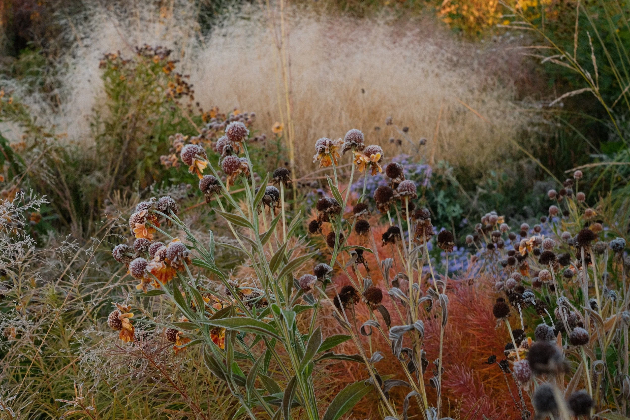 Frost-covered wildflowers in a natural garden with various grasses and plants in autumn colors.