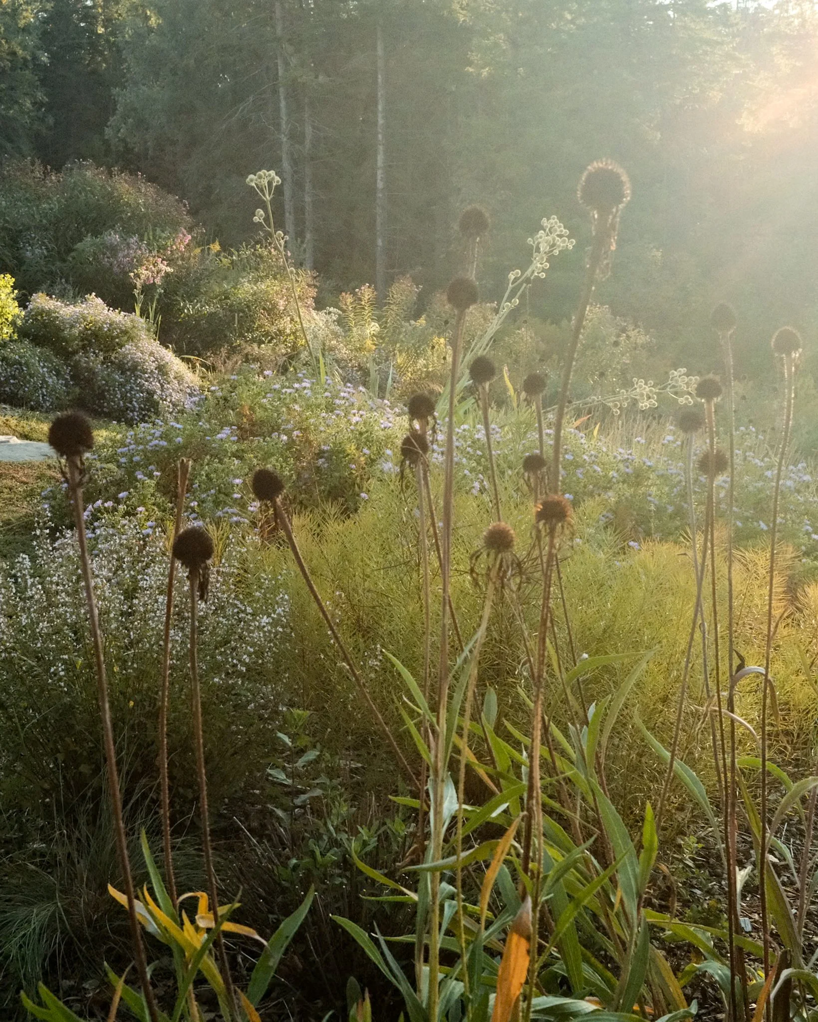 hockley hillside garden 2026 -1.jpg