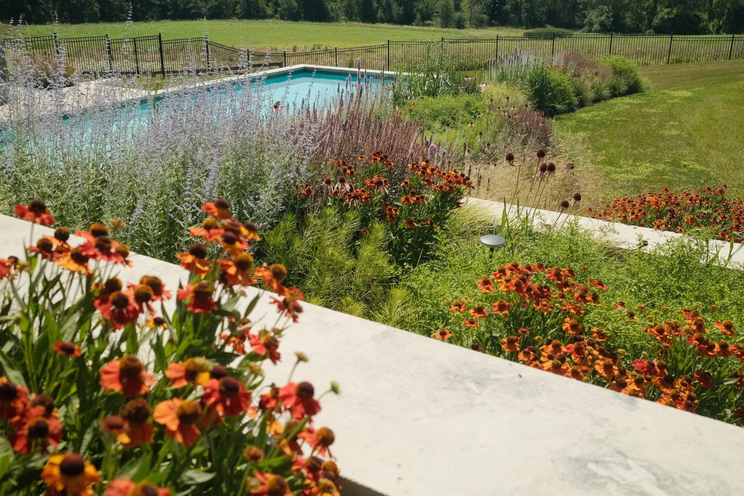 A backyard garden with a swimming pool, surrounded by lush green grass and flowering plants, with a black metal fence and open field in the background.