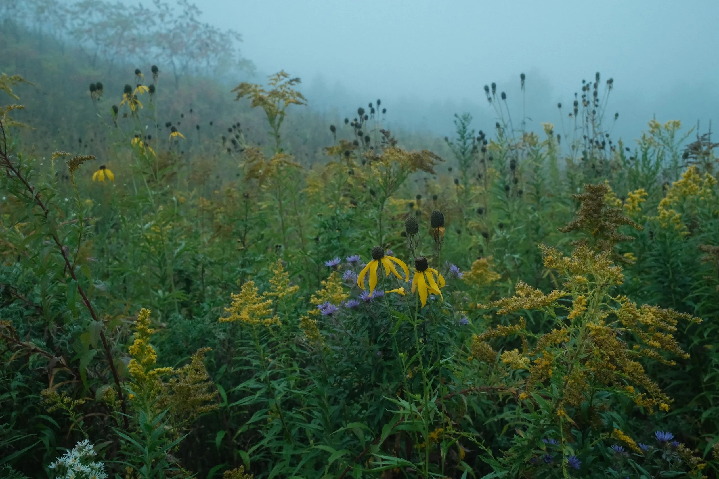 A foggy landscape of wildflowers and tall plants with yellow, purple, and brown flowers and green foliage.