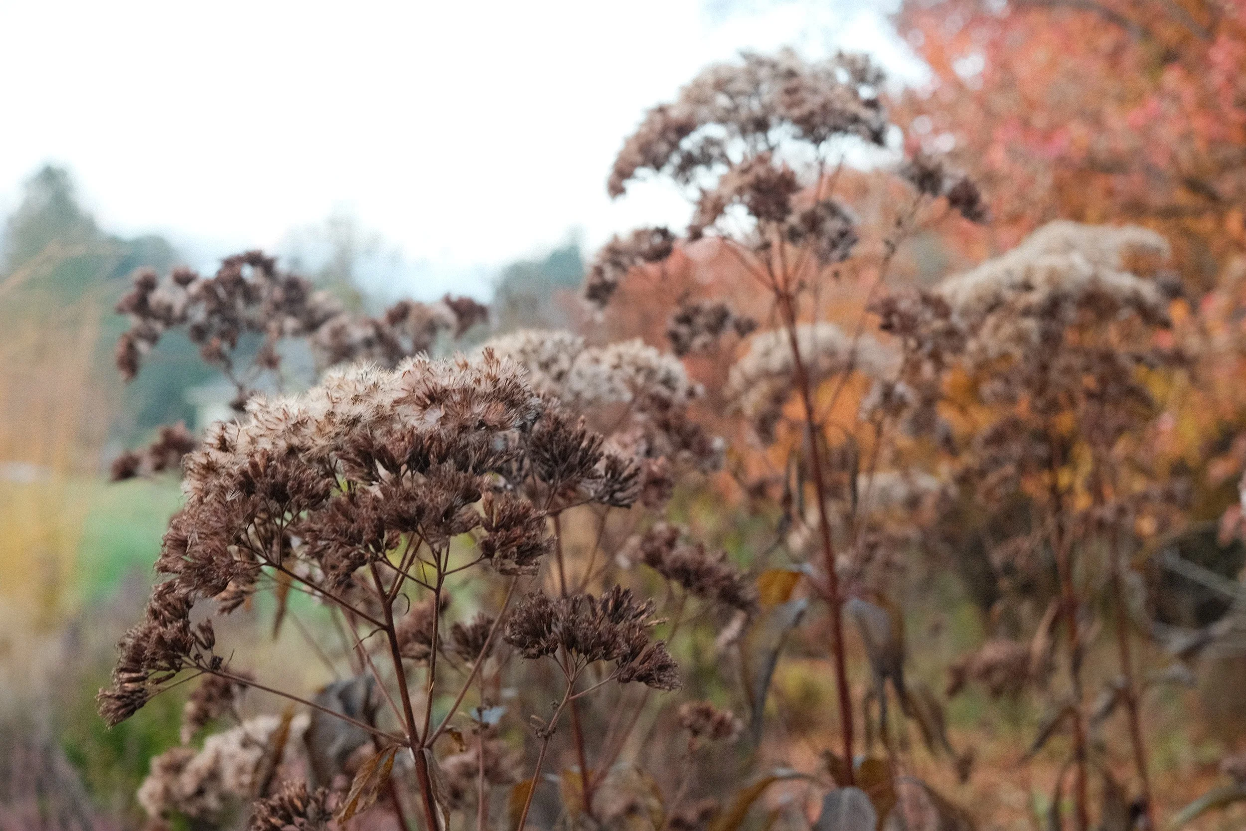 Close-up of dried, brownish flowers or seed heads in an autumn landscape with blurred trees and foliage in the background.