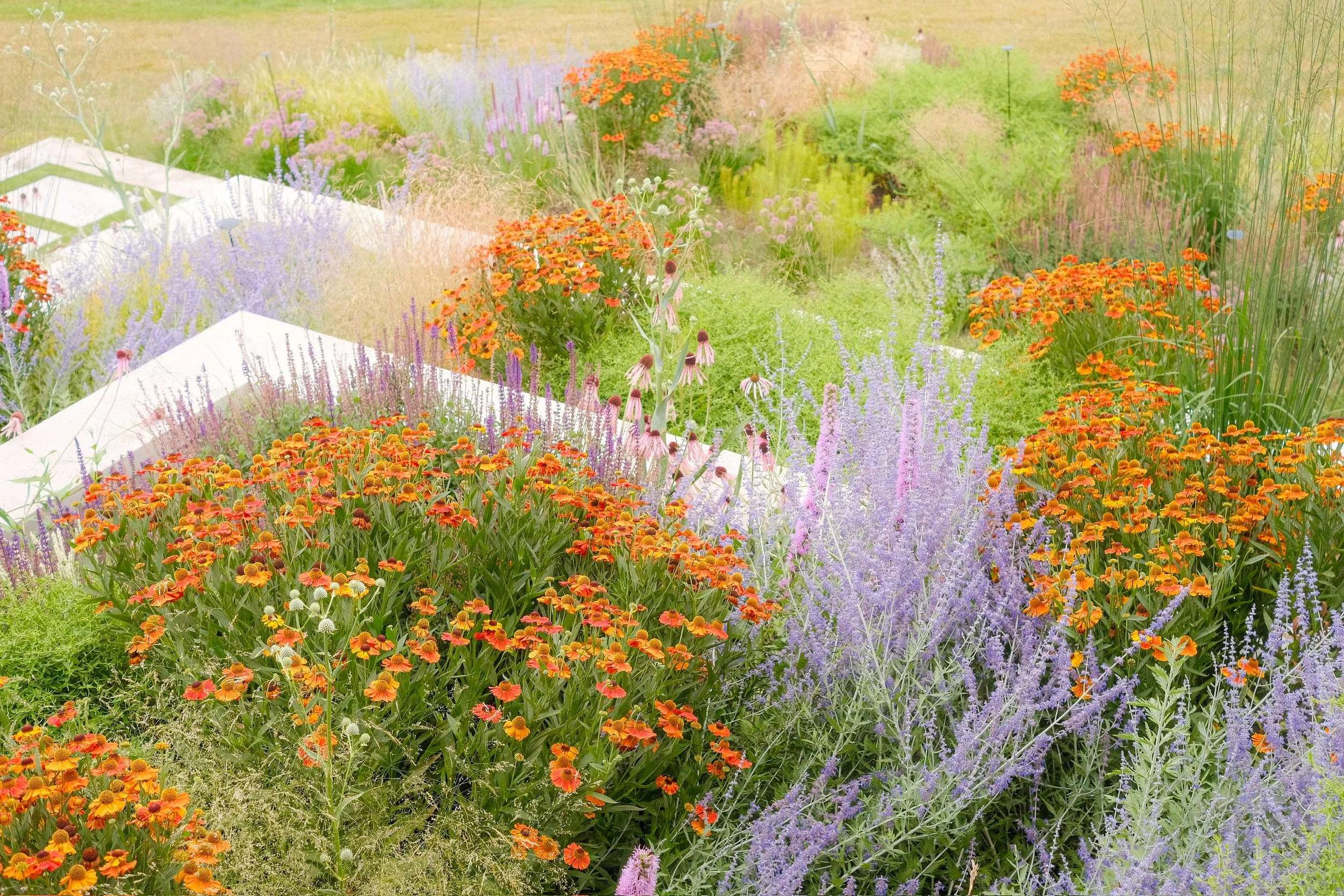 Colorful floral garden with orange, purple, and pink flowers in full bloom during daytime.
