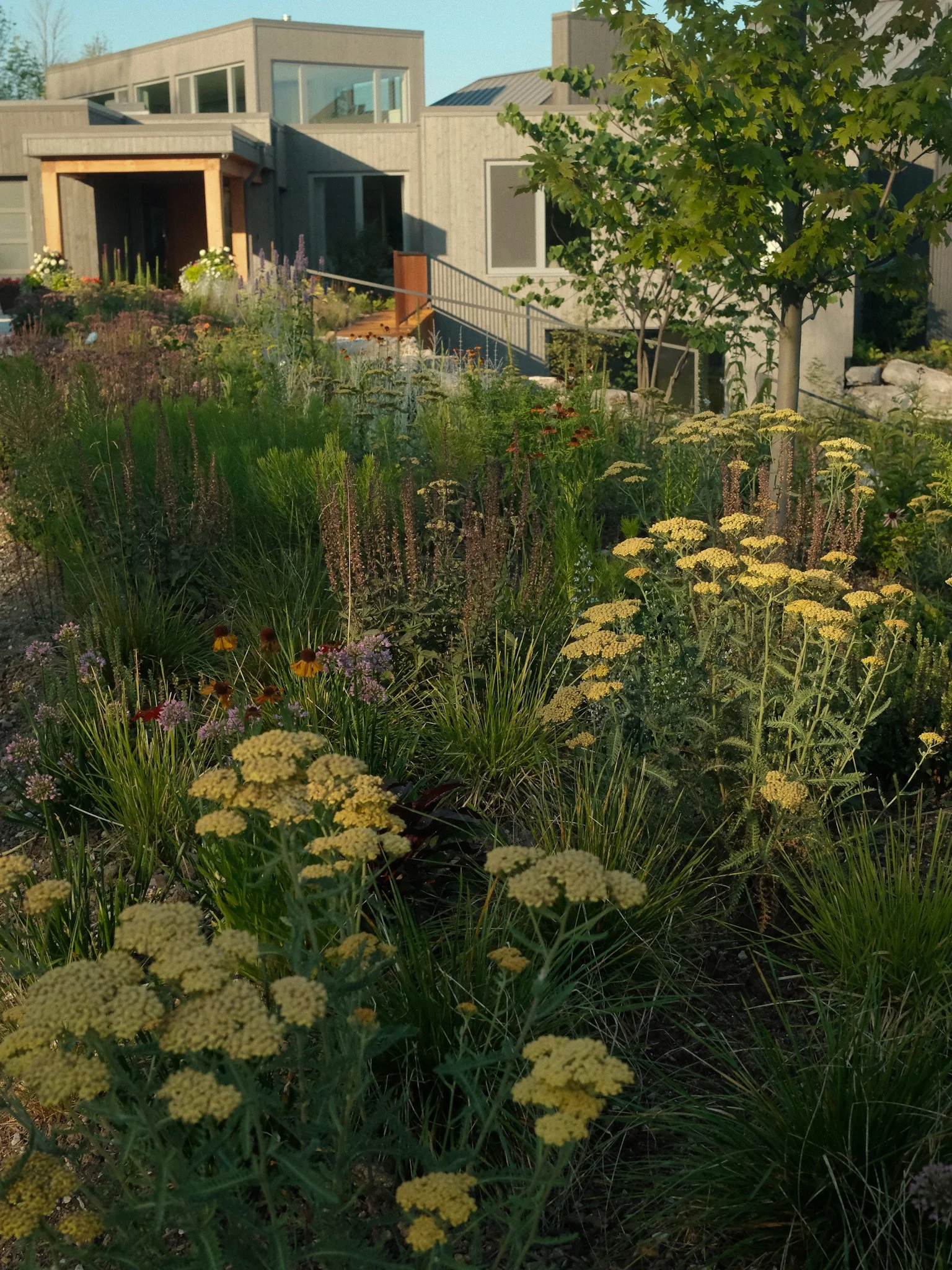 A landscaped front yard with various plants, flowers, and a tree, with a modern house in the background.