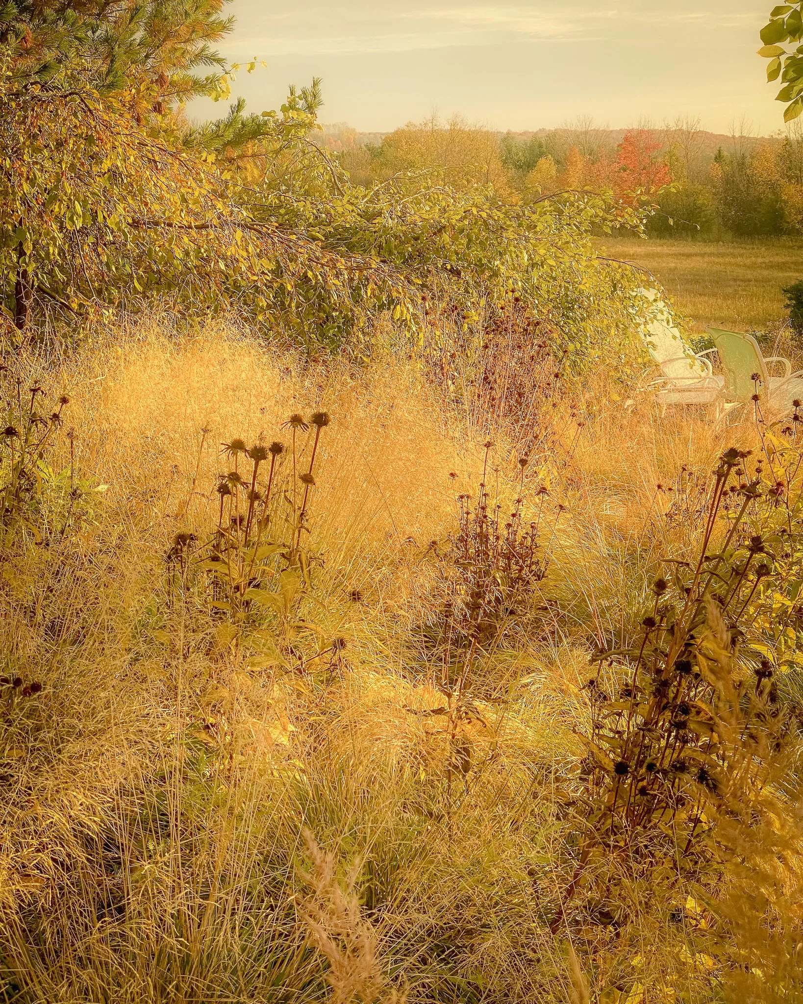 A field with tall, golden grass and scattered plants, with trees and a wooden deck with chairs in the background, under a partly cloudy sky.